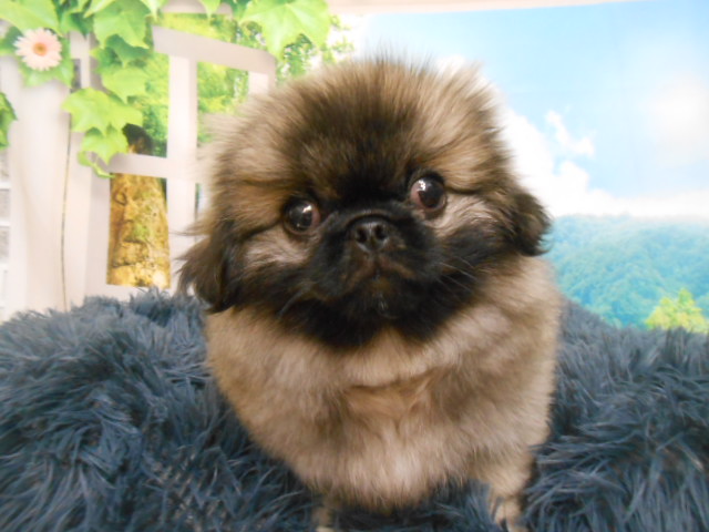 愛知県のペキニーズ (ペッツワン半田店/2025年8月16日生まれ/男の子/フォーンホワイト)の子犬