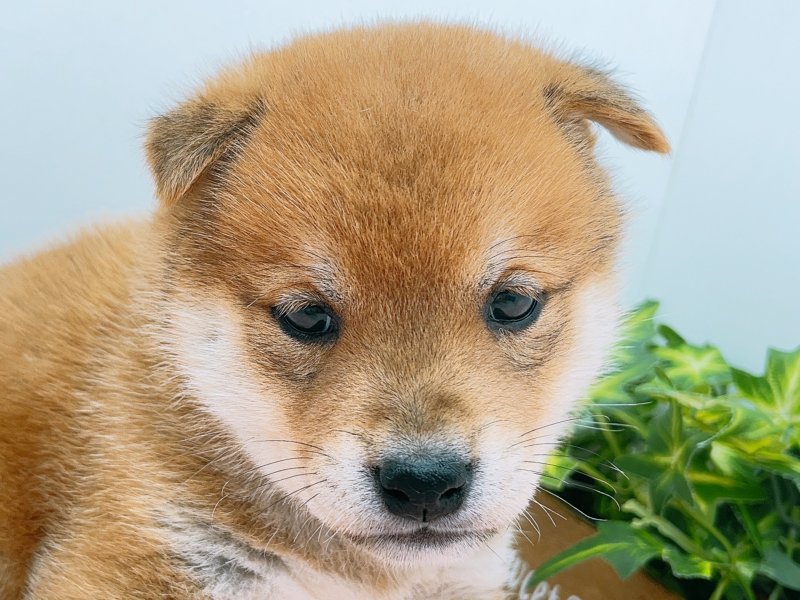 愛知県の柴犬(標準サイズ) (ペッツワン小牧店/2025年8月30日生まれ/男の子/レッド)の子犬