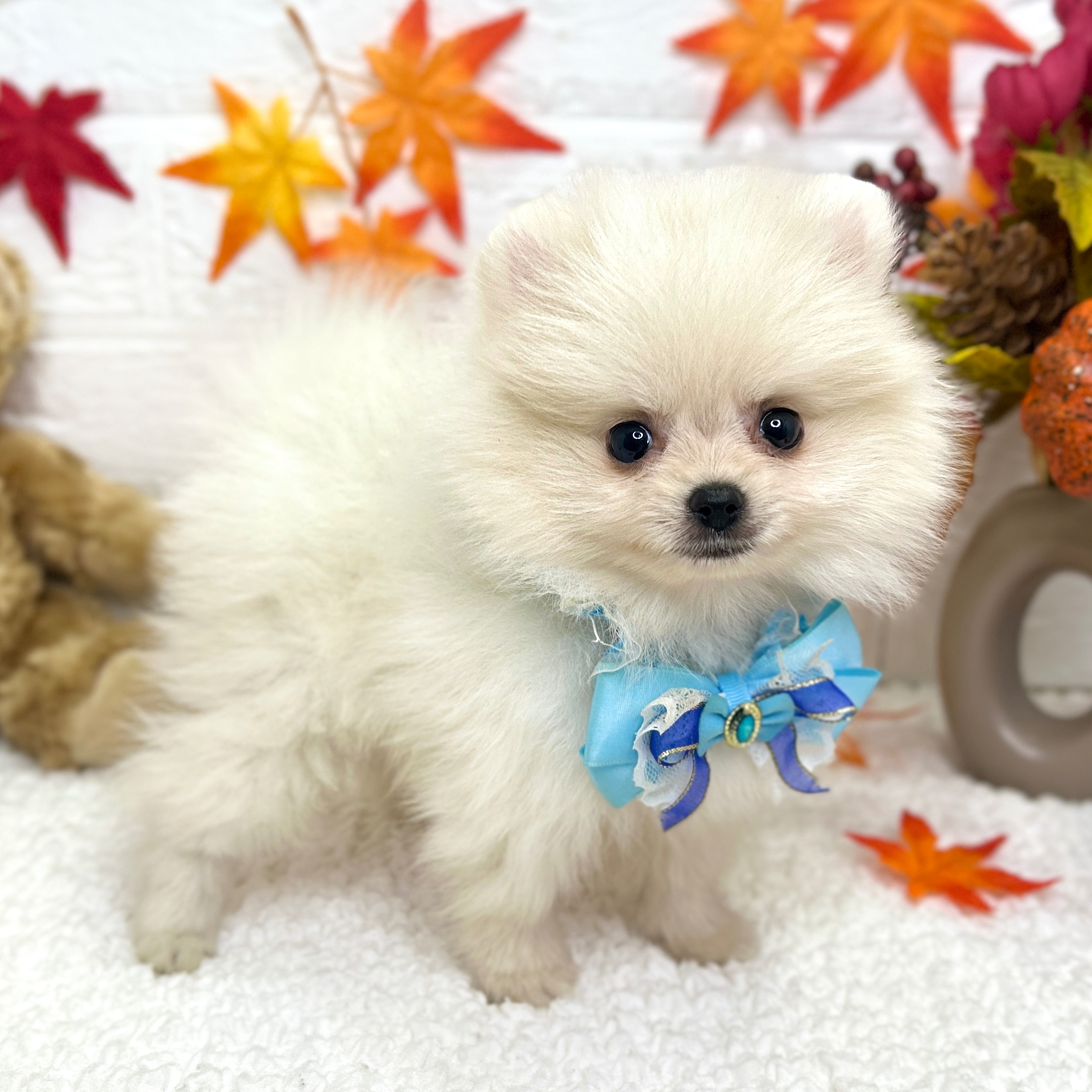 イヌ - 東大阪店 | ペッツワン