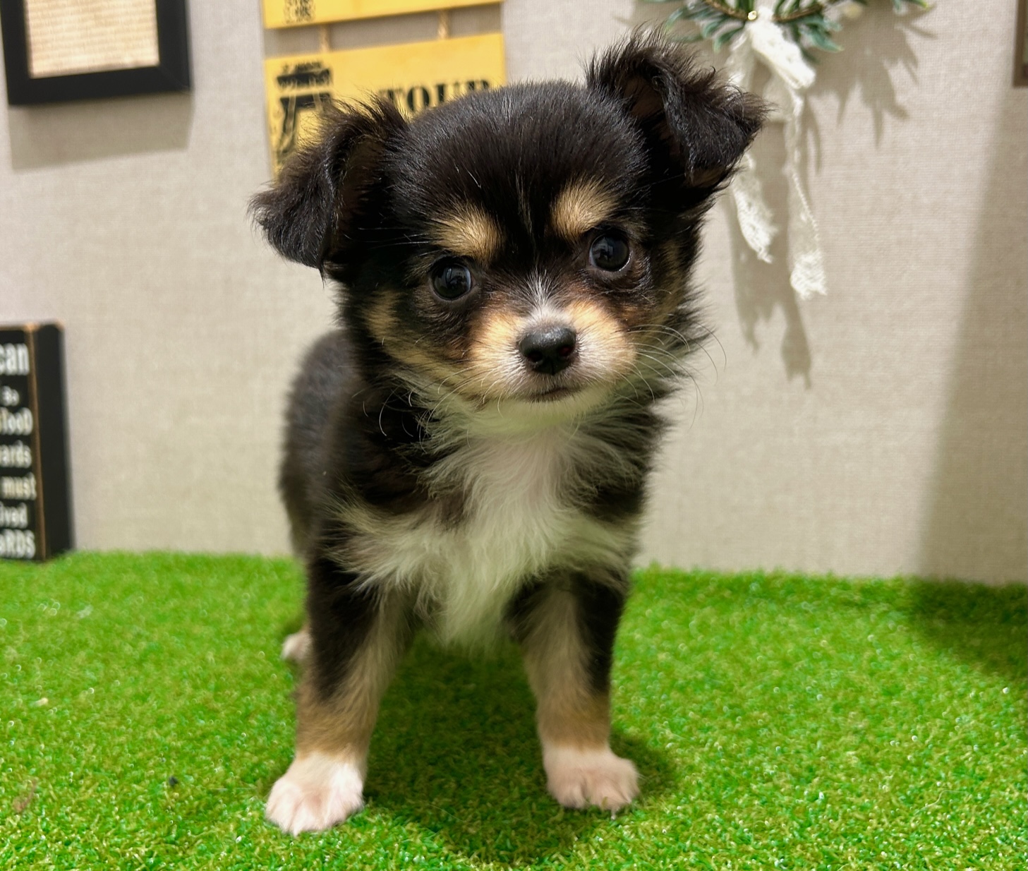 茨城県のチワワ(ロング) (ペッツワン水戸店/2025年8月28日生まれ/男の子/ブラックタン)の子犬の1枚目の画像