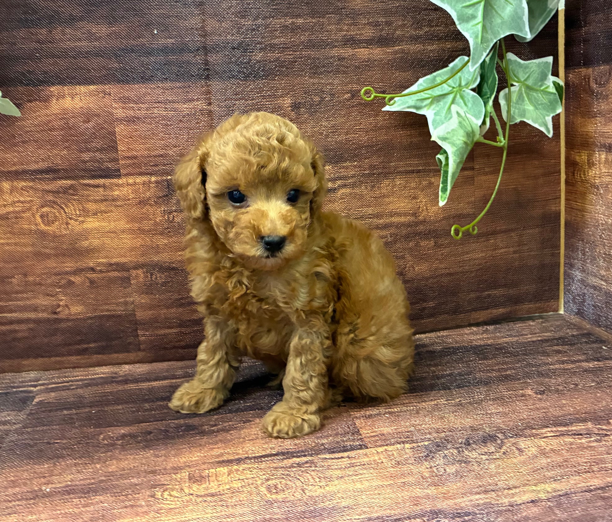 千葉県のトイプードル(トイ) (ペッツワン市原店/2025年8月29日生まれ/男の子/レッド)の子犬の2枚目の画像