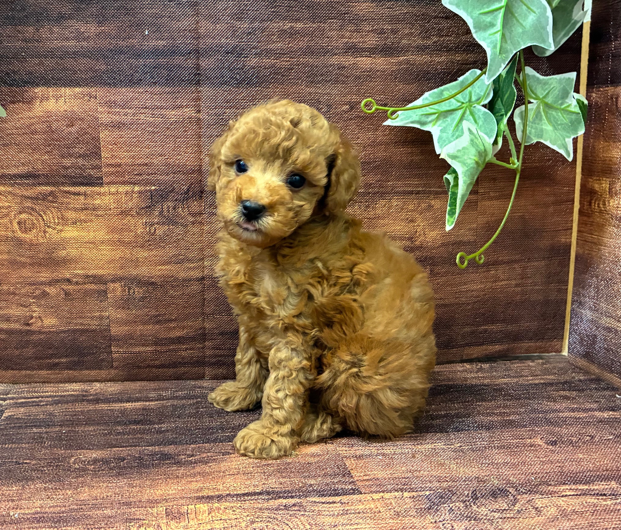 千葉県のトイプードル(トイ) (ペッツワン市原店/2025年8月29日生まれ/男の子/レッド)の子犬の1枚目の画像