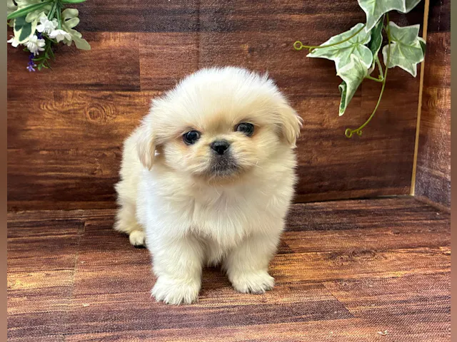 千葉県のペキニーズ (ペッツワン市原店/2025年8月30日生まれ/男の子/クリーム)の子犬の1枚目の画像