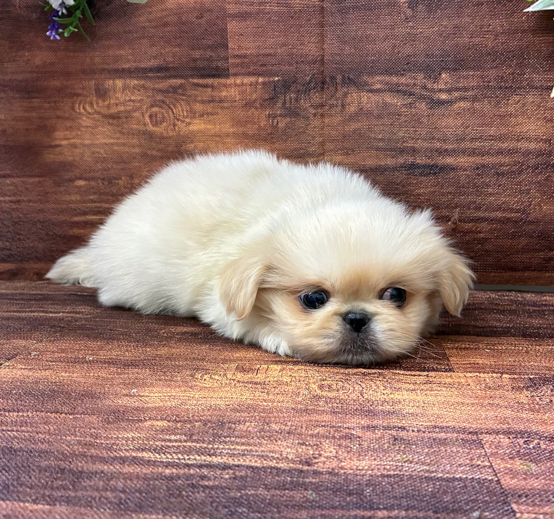 千葉県のペキニーズ (ペッツワン市原店/2025年8月30日生まれ/男の子/クリーム)の子犬の2枚目の画像