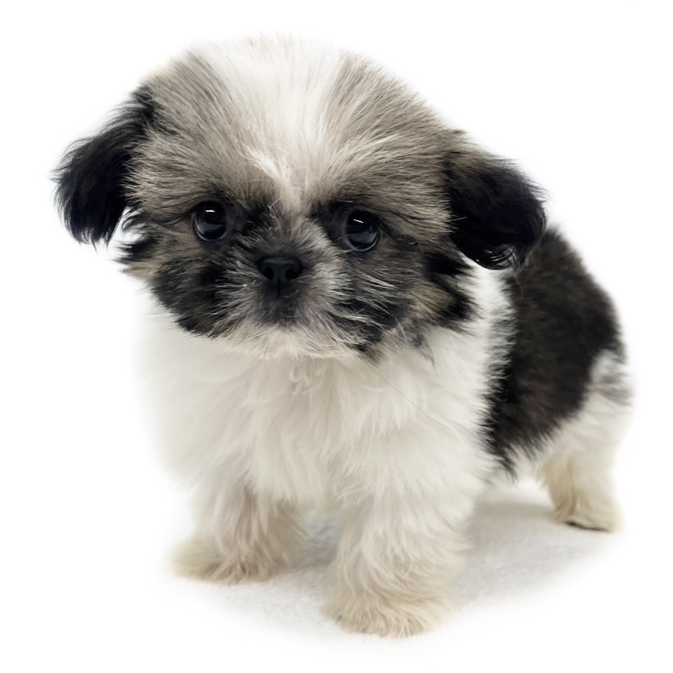 神奈川県のシーズー (ペッツワン城山店/2025年8月27日生まれ/女の子/ホワイトゴールド)の子犬