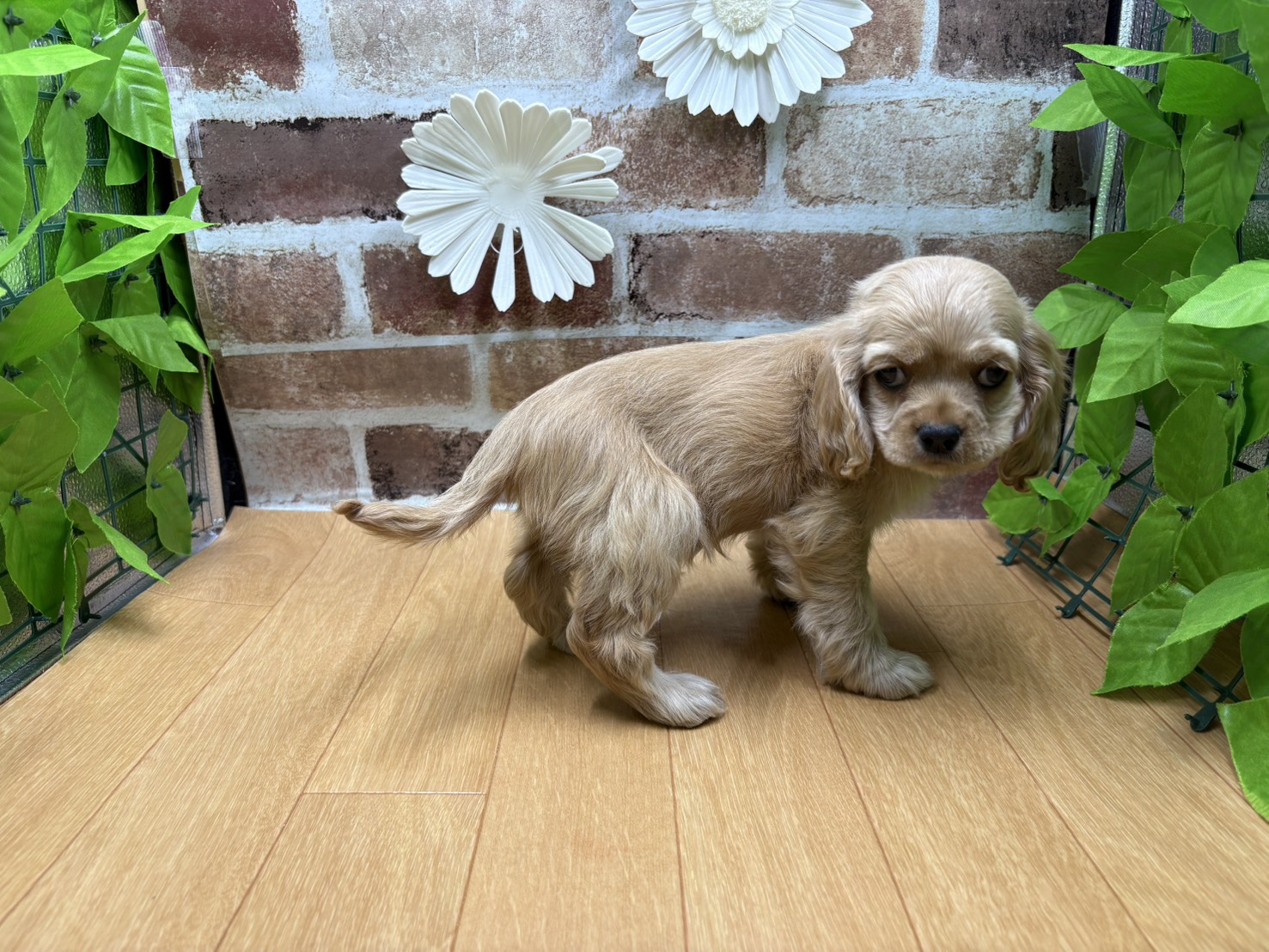 福島県のアメリカンコッカースパニエル (ペッツワン白河モール店/2025年8月28日生まれ/女の子/バフ)の子犬の2枚目の画像