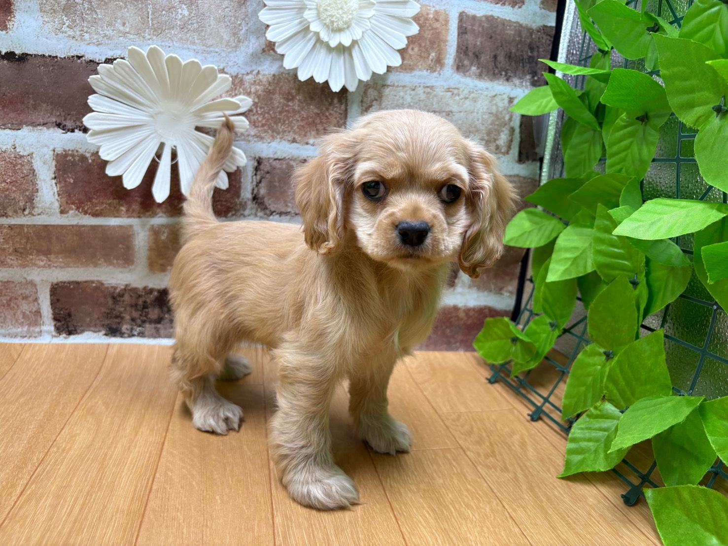 福島県のアメリカンコッカースパニエル (ペッツワン白河モール店/2025年8月28日生まれ/女の子/バフ)の子犬の1枚目の画像