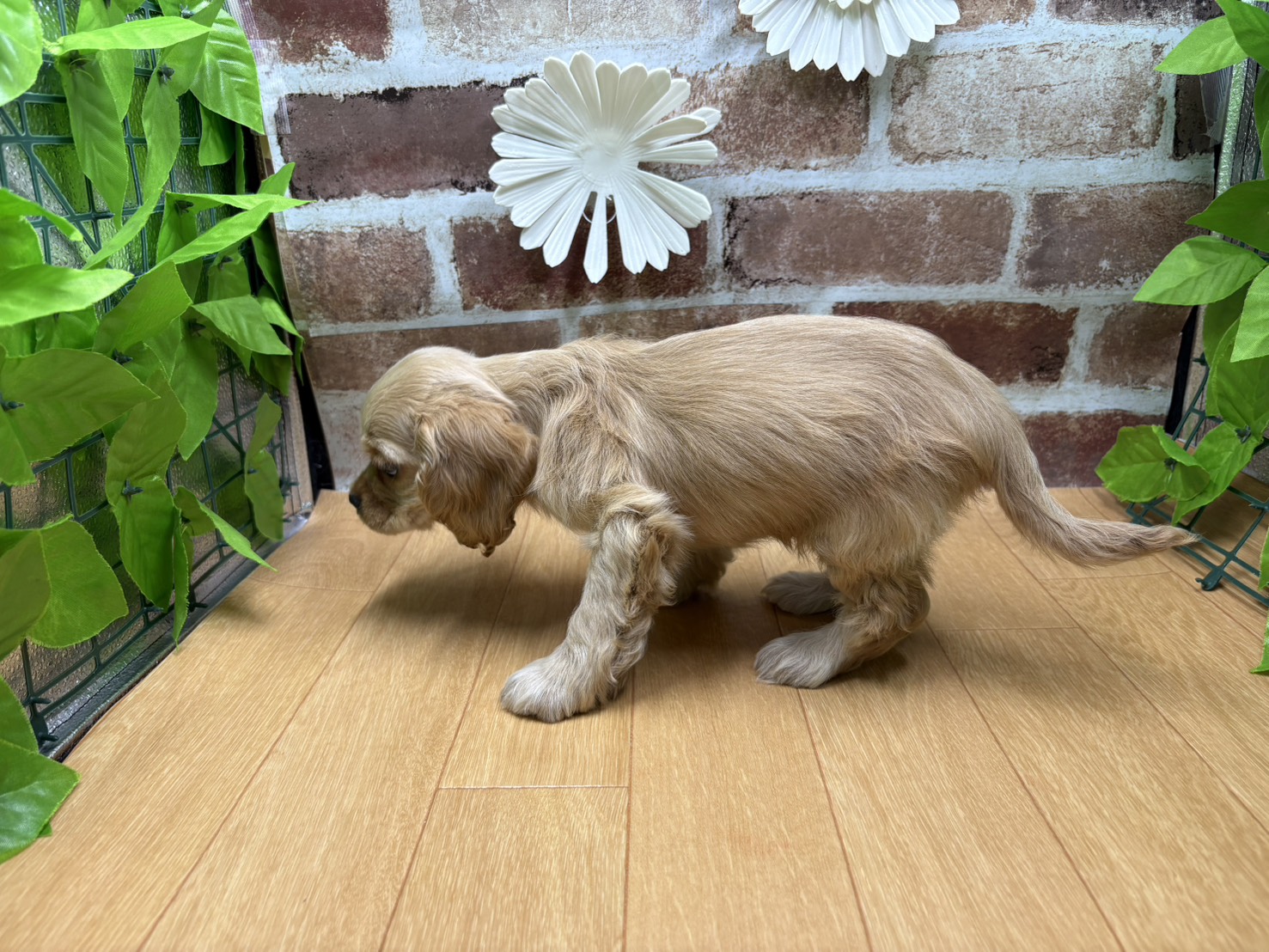 福島県のアメリカンコッカースパニエル (ペッツワン白河モール店/2025年8月28日生まれ/女の子/バフ)の子犬の3枚目の画像