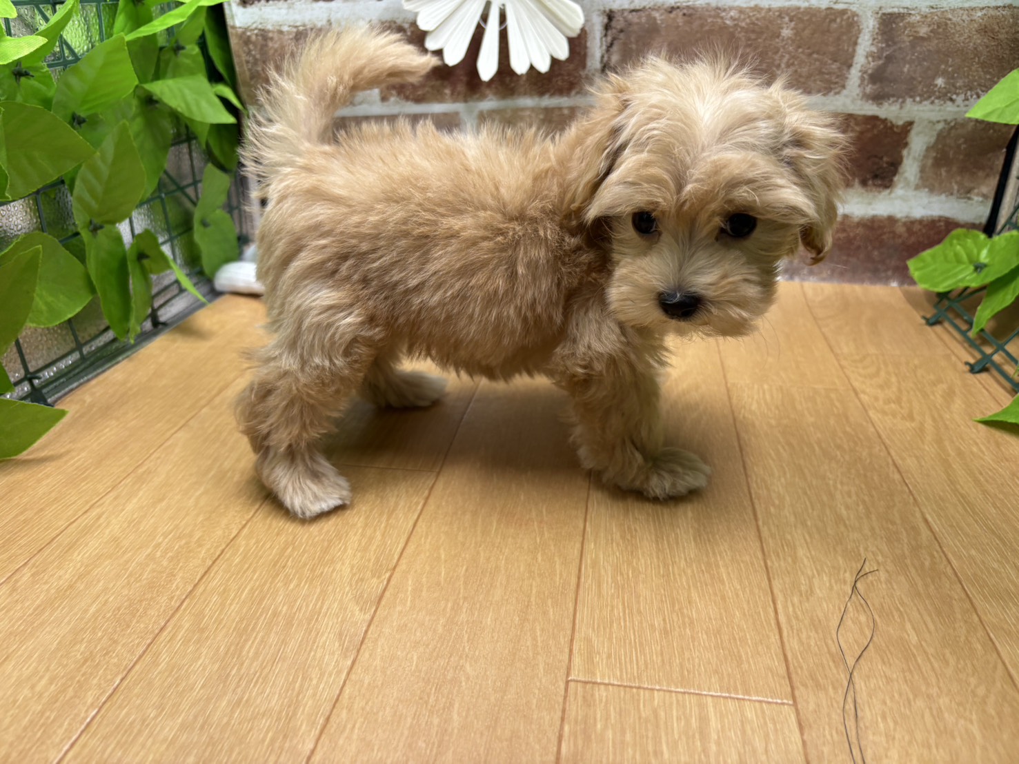 福島県のハーフ犬・ミックス犬 (ペッツワン白河モール店/2025年8月29日生まれ/男の子/その他色)の子犬の2枚目の画像