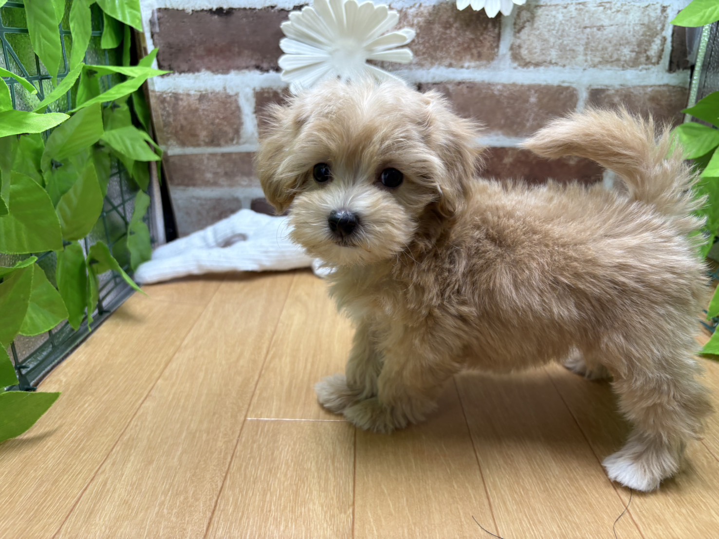 福島県のハーフ犬・ミックス犬 (ペッツワン白河モール店/2025年8月29日生まれ/男の子/その他色)の子犬の3枚目の画像