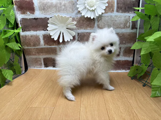 福島県のポメラニアン (ペッツワン白河モール店/2025年8月29日生まれ/男の子/ホワイト)の子犬の2枚目の画像