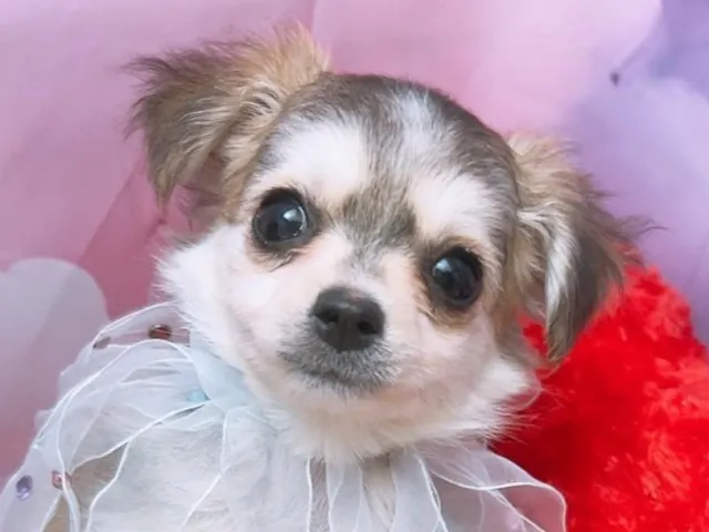 沖縄県のチワワ(ロング) (ペッツワンFCサンプラザ糸満店/2025年8月23日生まれ/男の子/ホワイト)の子犬