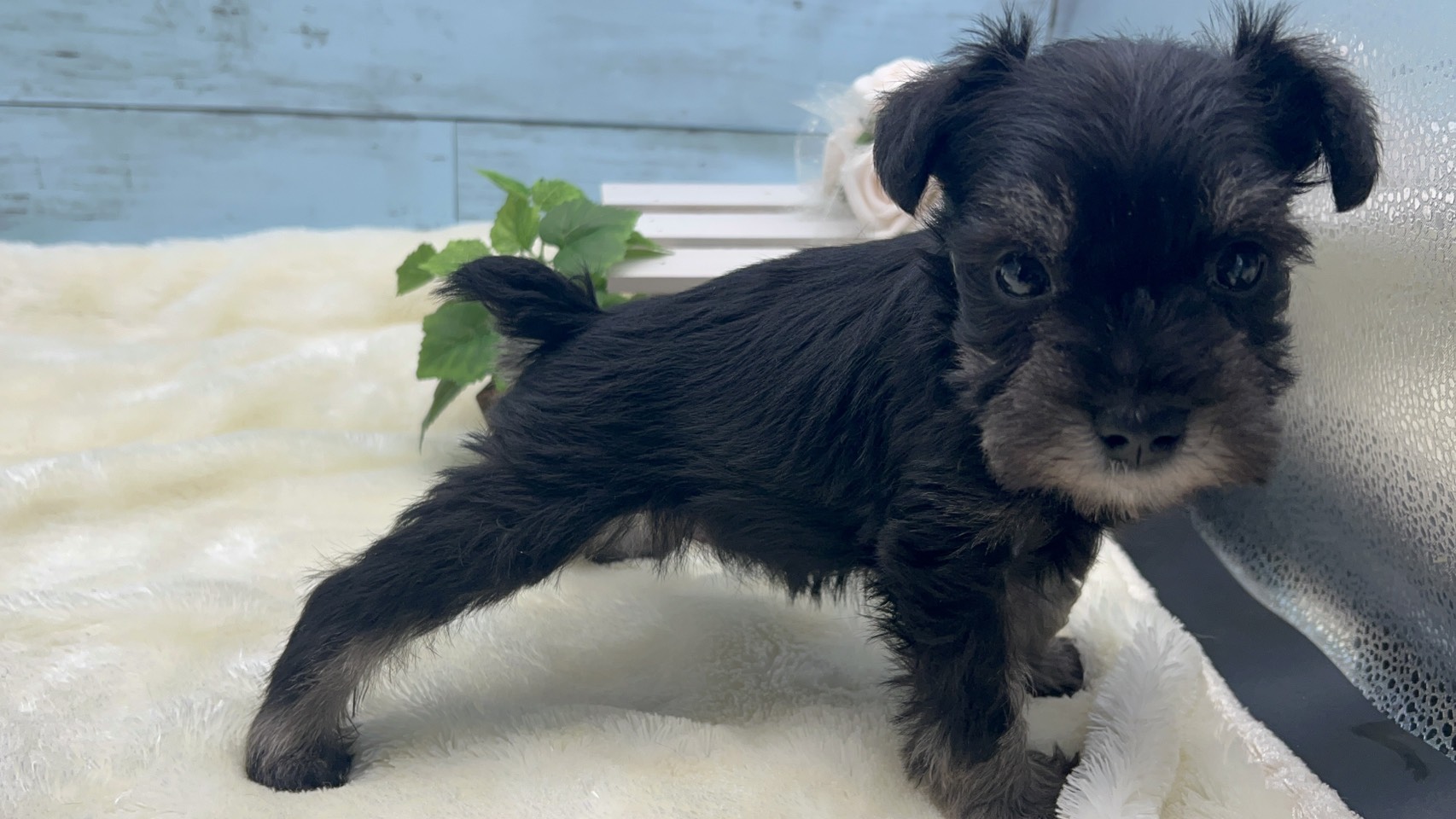 静岡県のミニチュアシュナウザー (ペッツワン藤枝店/2025年8月30日生まれ/女の子/ブラック)の子犬の3枚目の画像