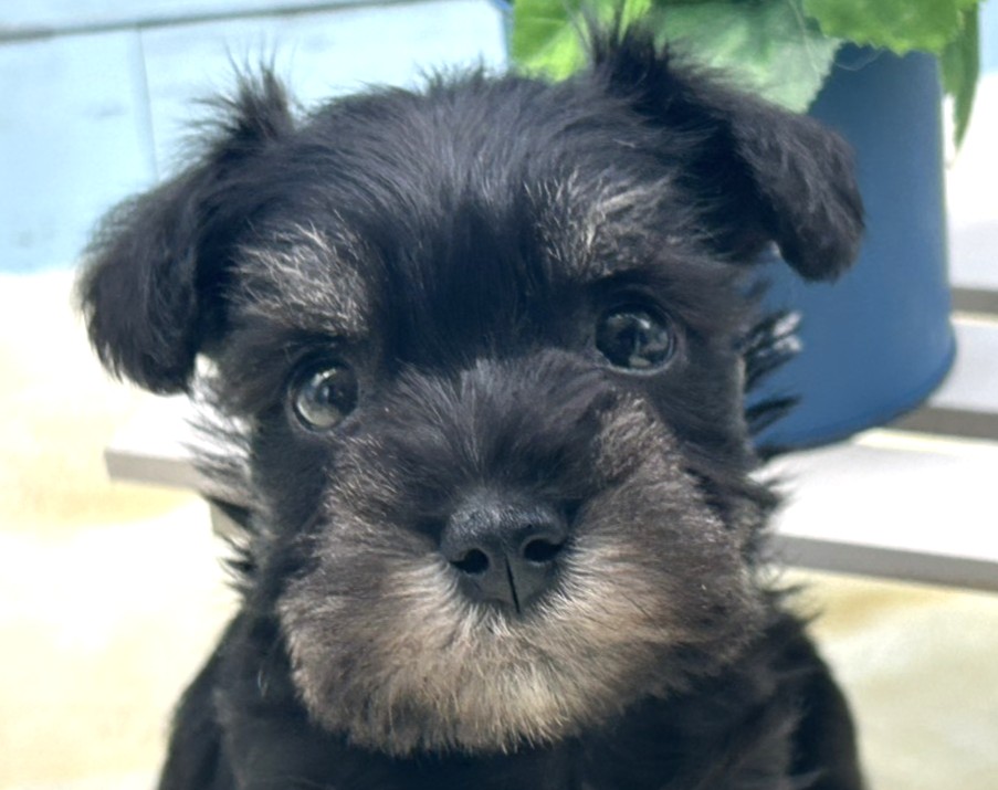 静岡県のミニチュアシュナウザー (ペッツワン藤枝店/2025年8月30日生まれ/女の子/ブラック)の子犬の1枚目の画像