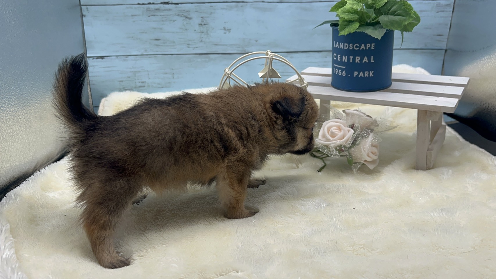 静岡県のハーフ犬・ミックス犬 (ペッツワン藤枝店/2025年8月31日生まれ/女の子/その他色)の子犬の3枚目の画像