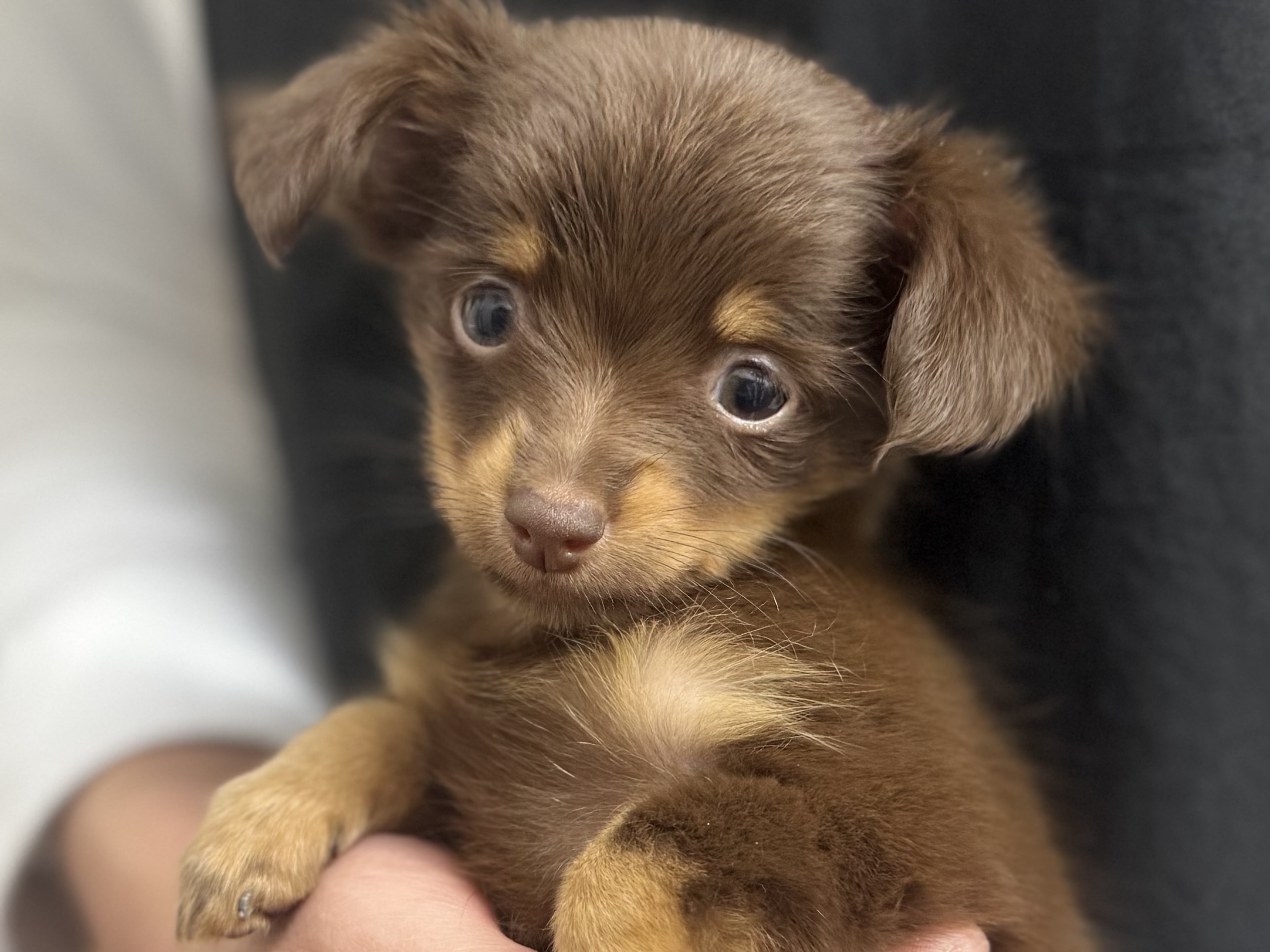 愛知県のハーフ犬・ミックス犬 (ペッツワン名古屋堀田店/2025年8月30日生まれ/女の子/その他色)の子犬の1枚目の画像