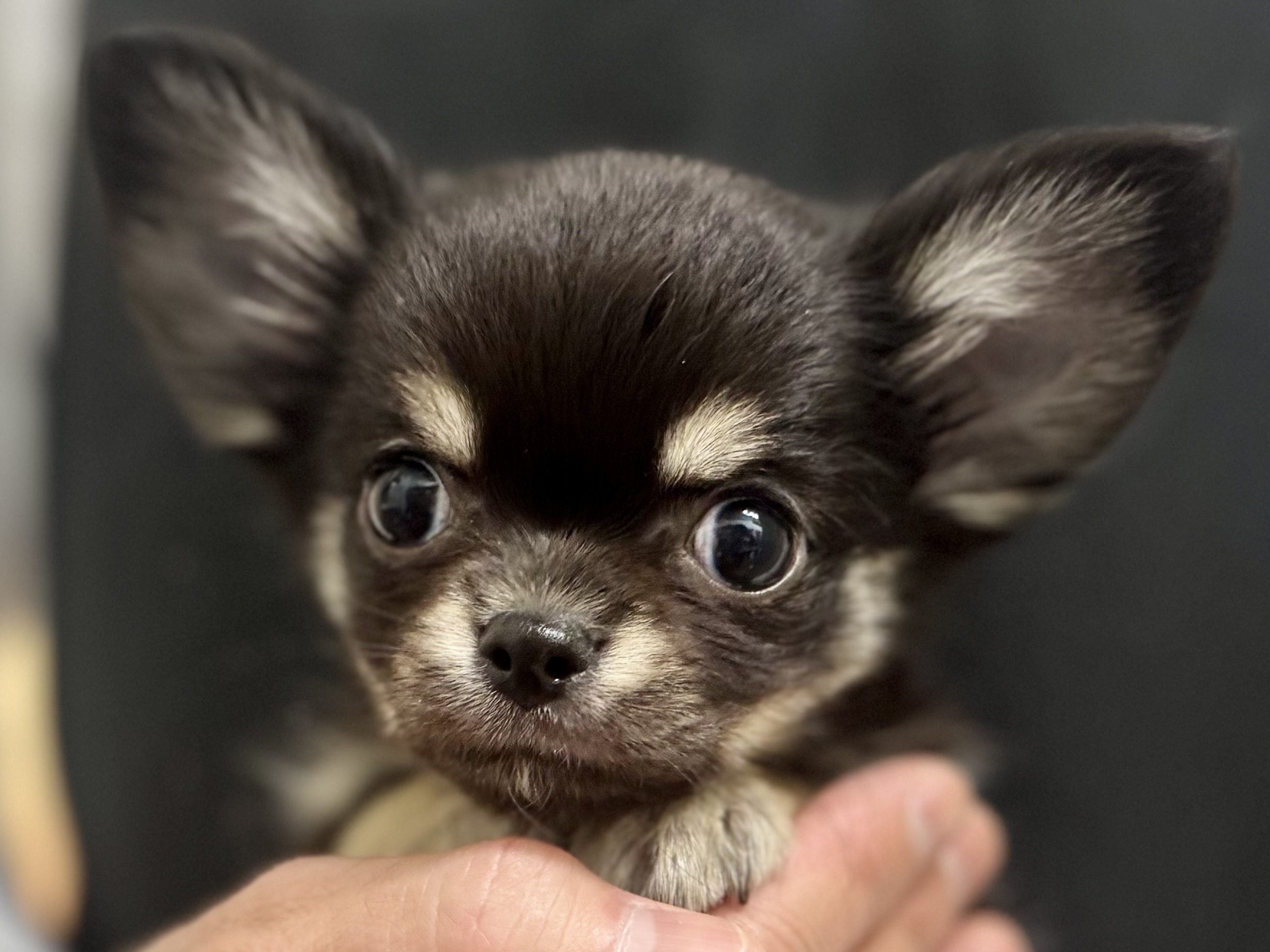 愛知県のチワワ(ロング) (ペッツワン名古屋堀田店/2025年8月30日生まれ/男の子/ブラッククリーム)の子犬の1枚目の画像