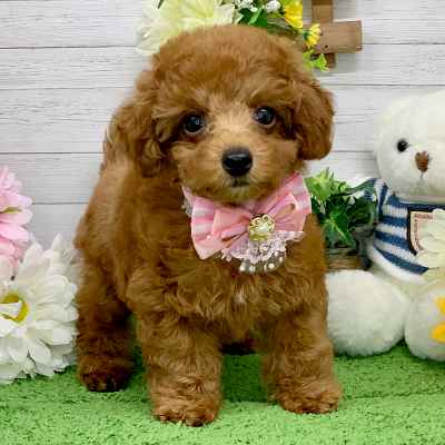 兵庫県のトイプードル(トイ) (ペッツワン神戸ひよどり台店/2025年8月24日生まれ/女の子/レッドフォーン)の子犬の3枚目の画像