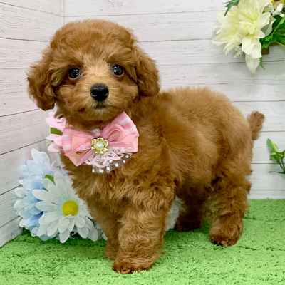 兵庫県のトイプードル(トイ) (ペッツワン神戸ひよどり台店/2025年8月24日生まれ/女の子/レッドフォーン)の子犬の2枚目の画像