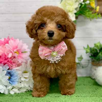 兵庫県のトイプードル(トイ) (ペッツワン神戸ひよどり台店/2025年8月24日生まれ/女の子/レッドフォーン)の子犬の1枚目の画像