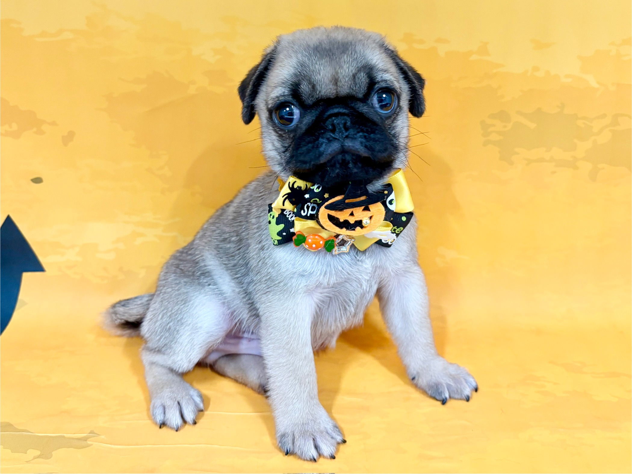 兵庫県のパグ (ペッツワン神戸深江浜店/2025年8月29日生まれ/男の子/フォーン)の子犬の3枚目の画像