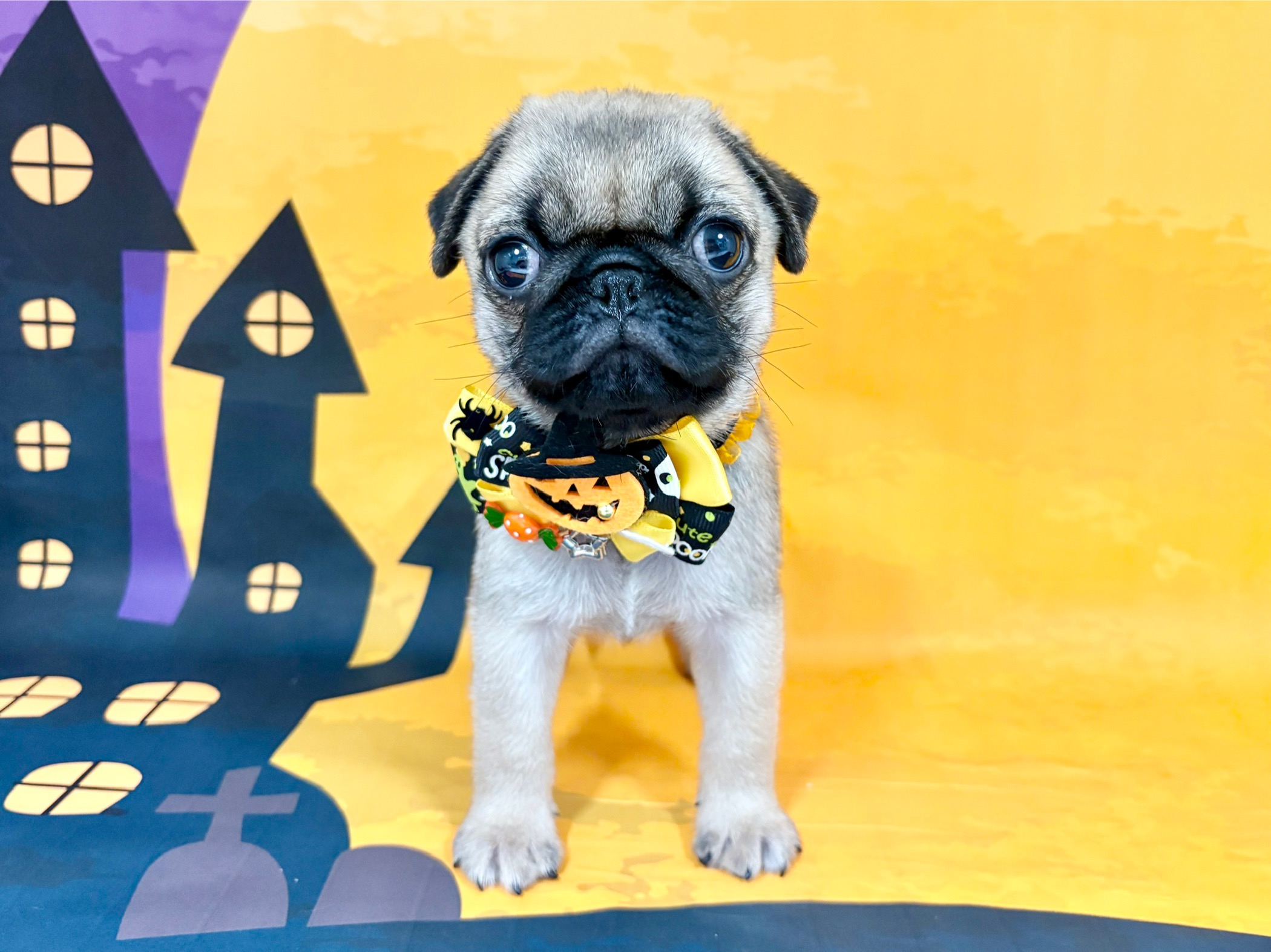 兵庫県のパグ (ペッツワン神戸深江浜店/2025年8月29日生まれ/男の子/フォーン)の子犬の1枚目の画像