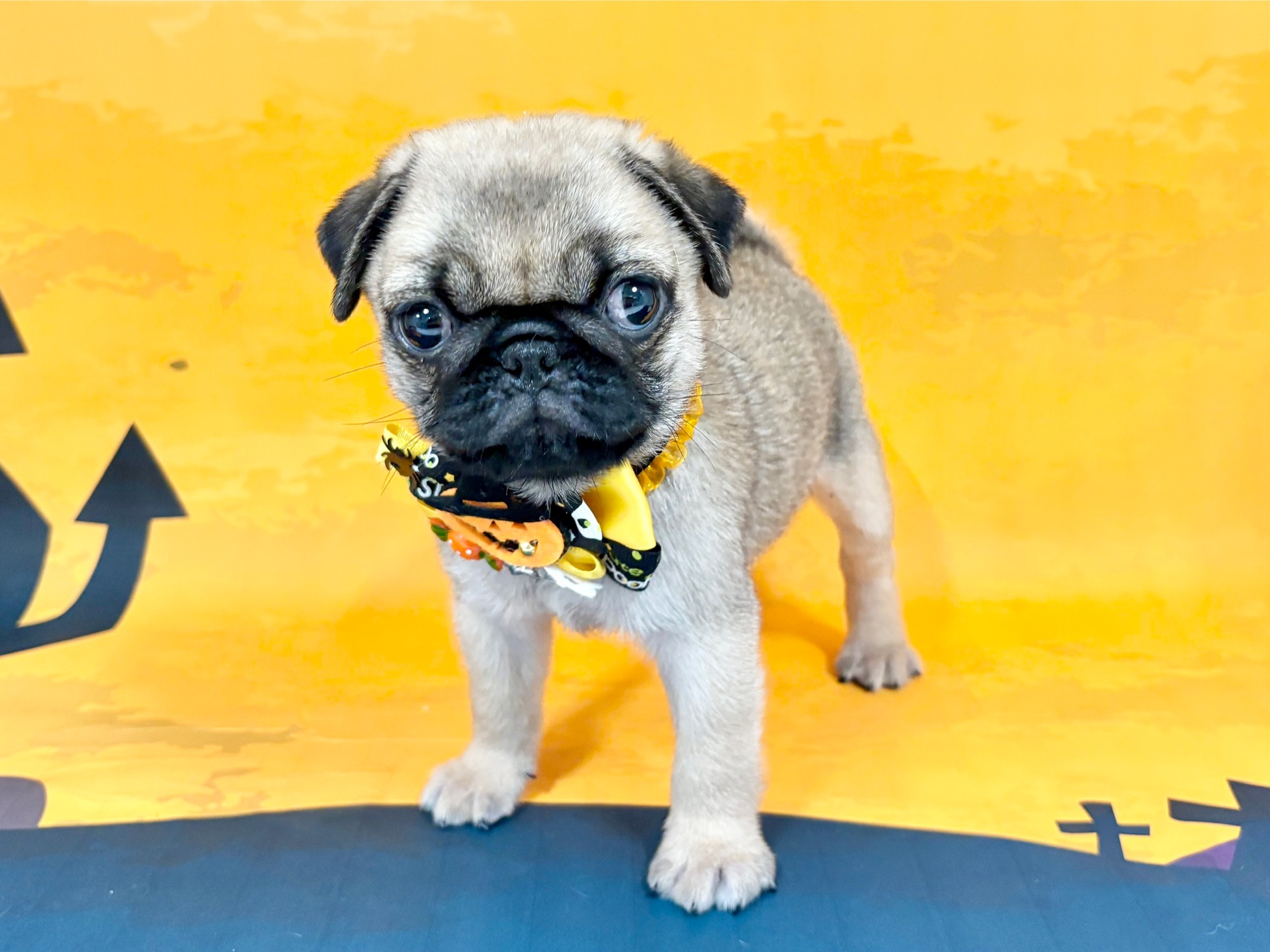 兵庫県のパグ (ペッツワン神戸深江浜店/2025年8月29日生まれ/男の子/フォーン)の子犬の2枚目の画像