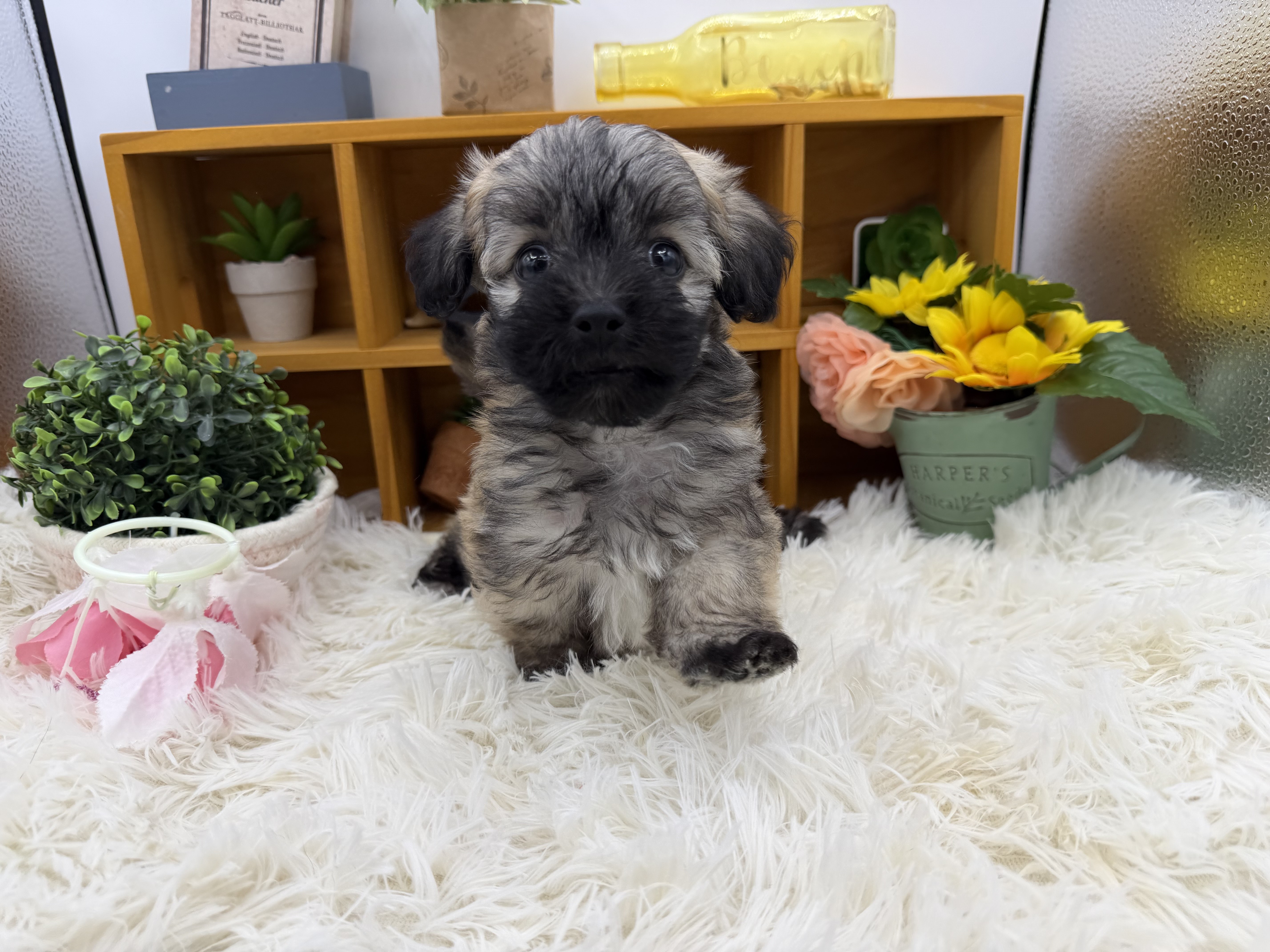 静岡県のハーフ犬・ミックス犬 (ペッツワン清水店/2025年8月24日生まれ/男の子/レッドホワイト)の子犬の1枚目の画像