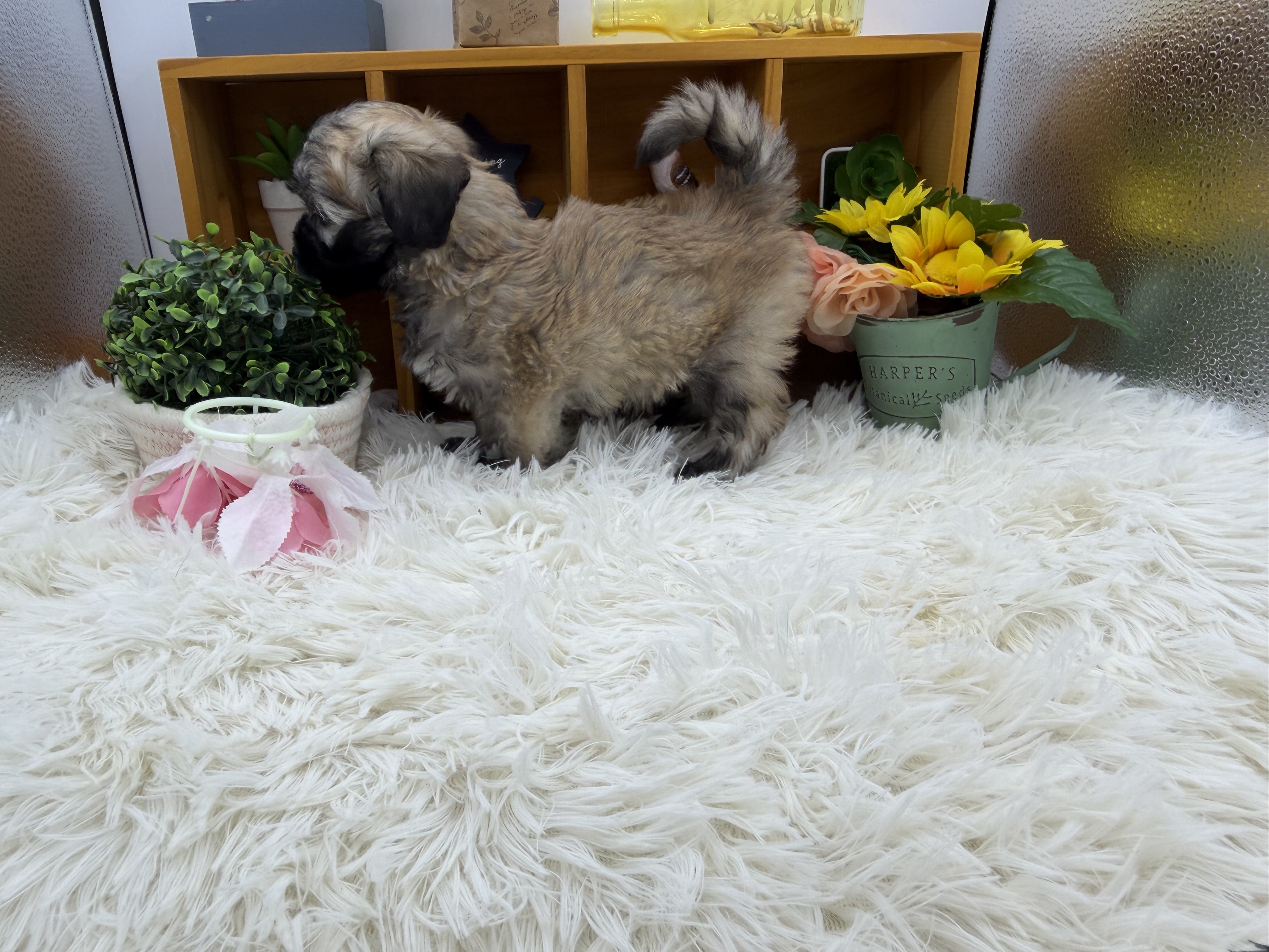 静岡県のハーフ犬・ミックス犬 (ペッツワン清水店/2025年8月24日生まれ/男の子/レッドホワイト)の子犬の3枚目の画像