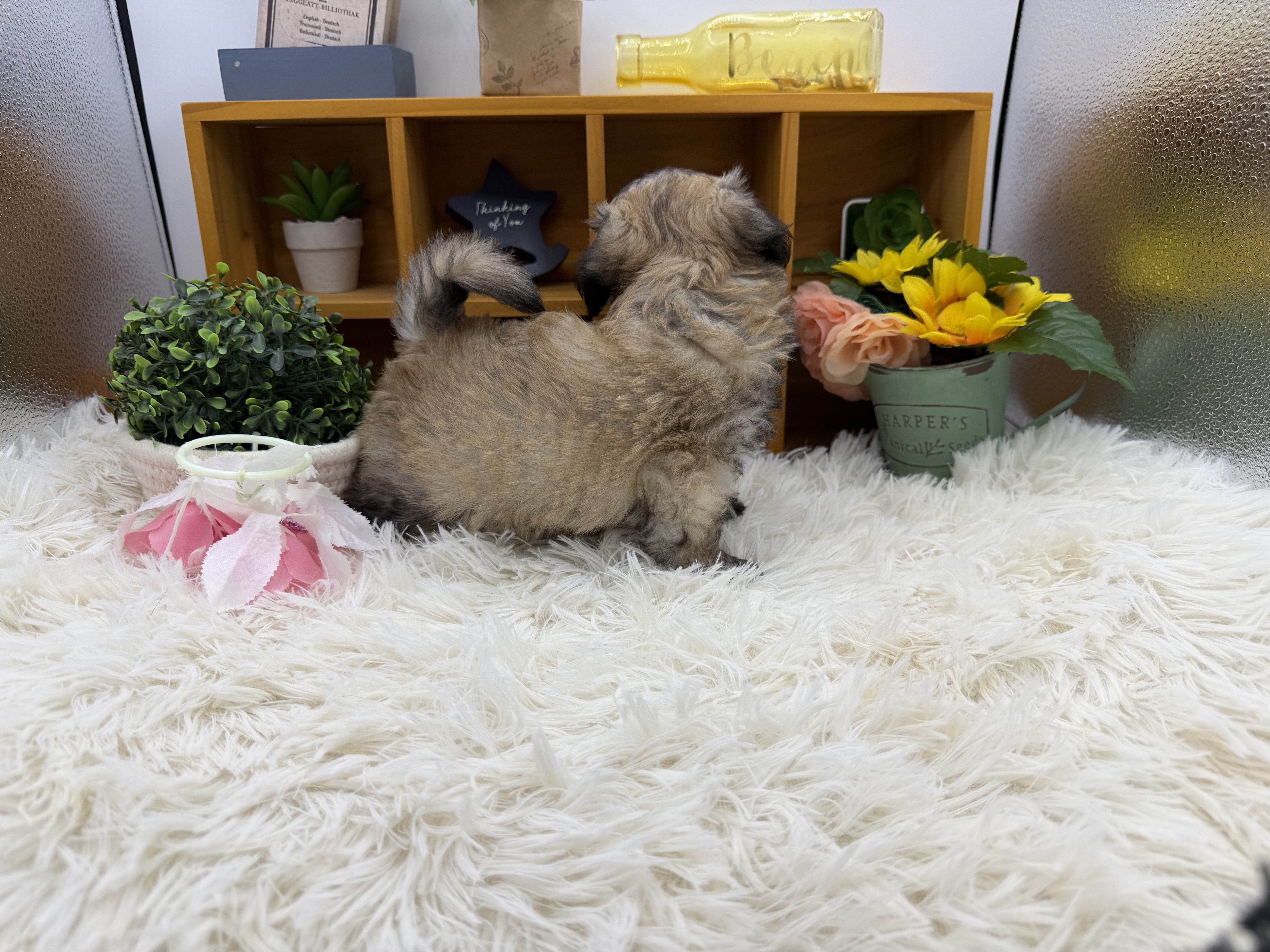 静岡県のハーフ犬・ミックス犬 (ペッツワン清水店/2025年8月24日生まれ/男の子/レッドホワイト)の子犬の2枚目の画像