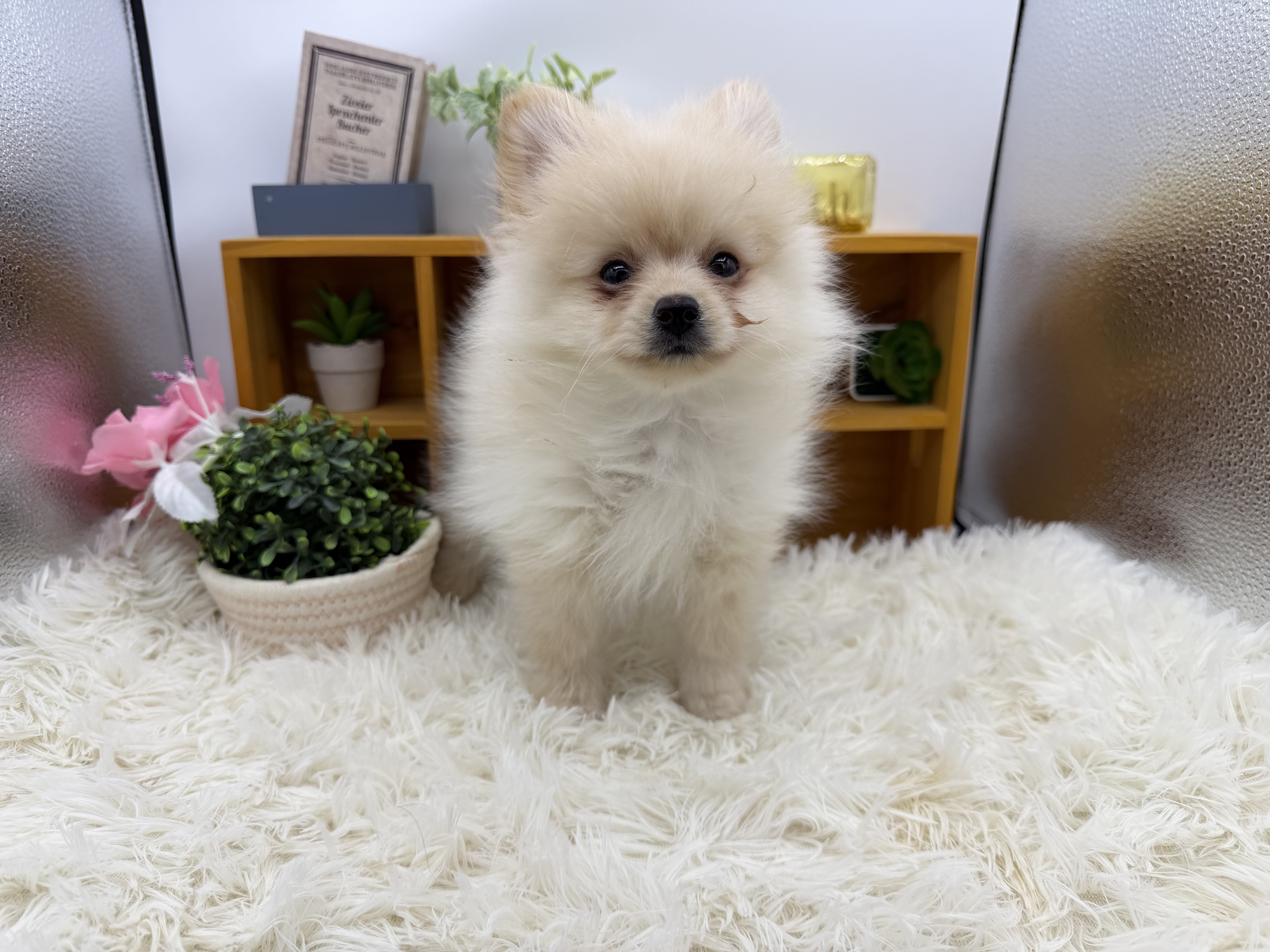 静岡県のポメラニアン (ペッツワン清水店/2025年8月21日生まれ/男の子/クリーム)の子犬の1枚目の画像