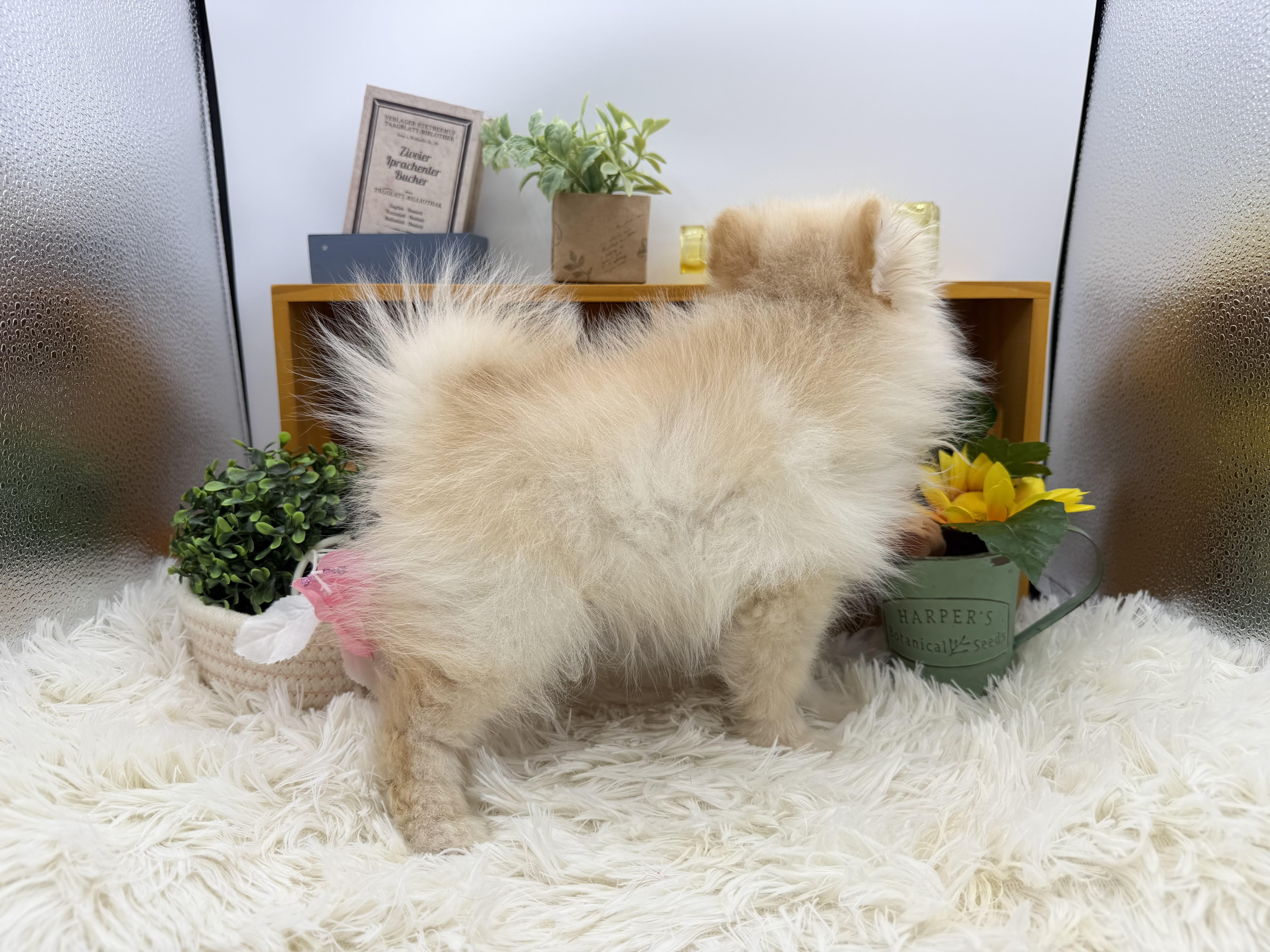 静岡県のポメラニアン (ペッツワン清水店/2025年8月21日生まれ/男の子/クリーム)の子犬の2枚目の画像