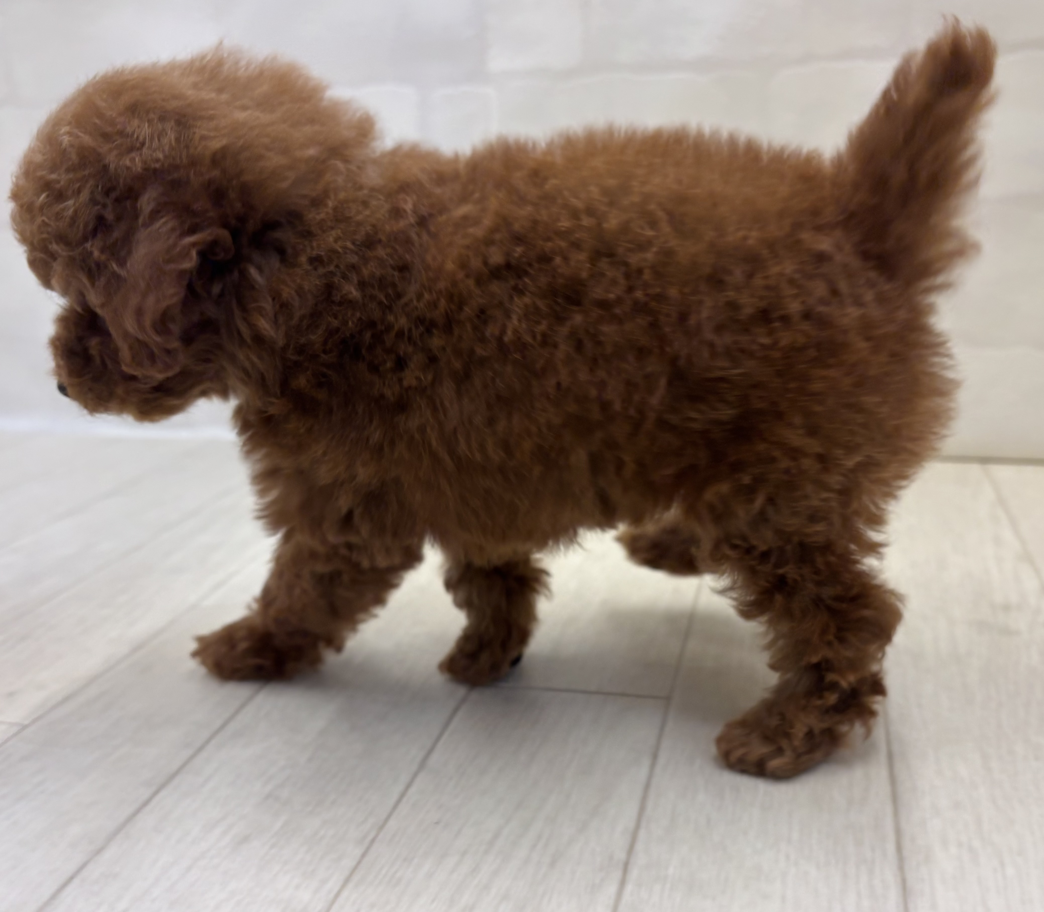 埼玉県のトイプードル(トイ) (ペッツワン大利根店/2025年9月1日生まれ/男の子/レッド)の子犬の3枚目の画像