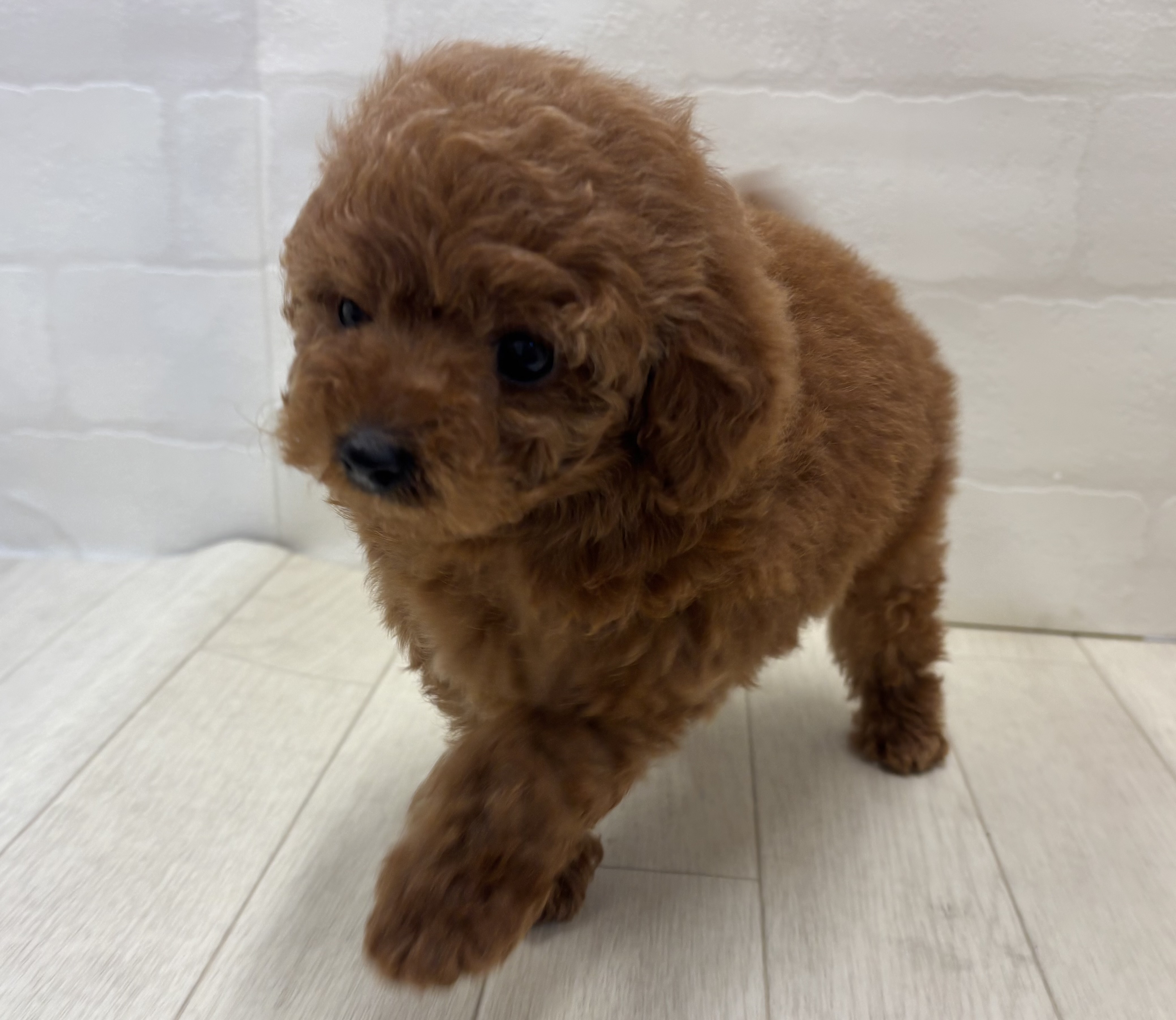 埼玉県のトイプードル(トイ) (ペッツワン大利根店/2025年9月1日生まれ/男の子/レッド)の子犬の2枚目の画像