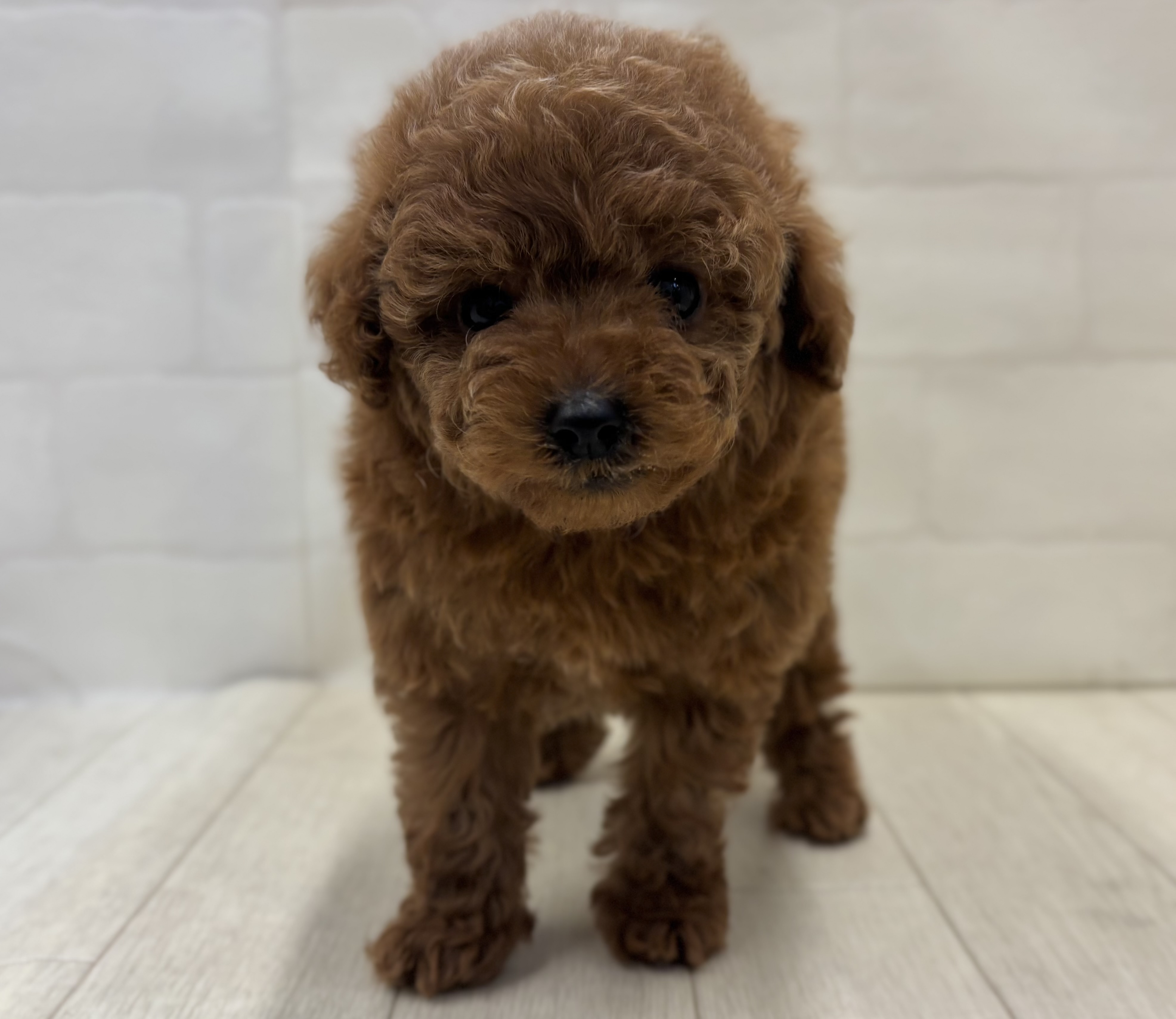 埼玉県のトイプードル(トイ) (ペッツワン大利根店/2025年9月1日生まれ/男の子/レッド)の子犬の1枚目の画像