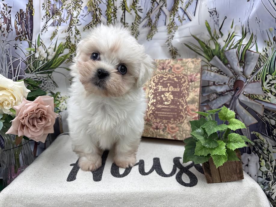 群馬県のハーフ犬・ミックス犬 (ペッツワン前橋小島田店/2025年9月2日生まれ/男の子/ホワイト)の子犬