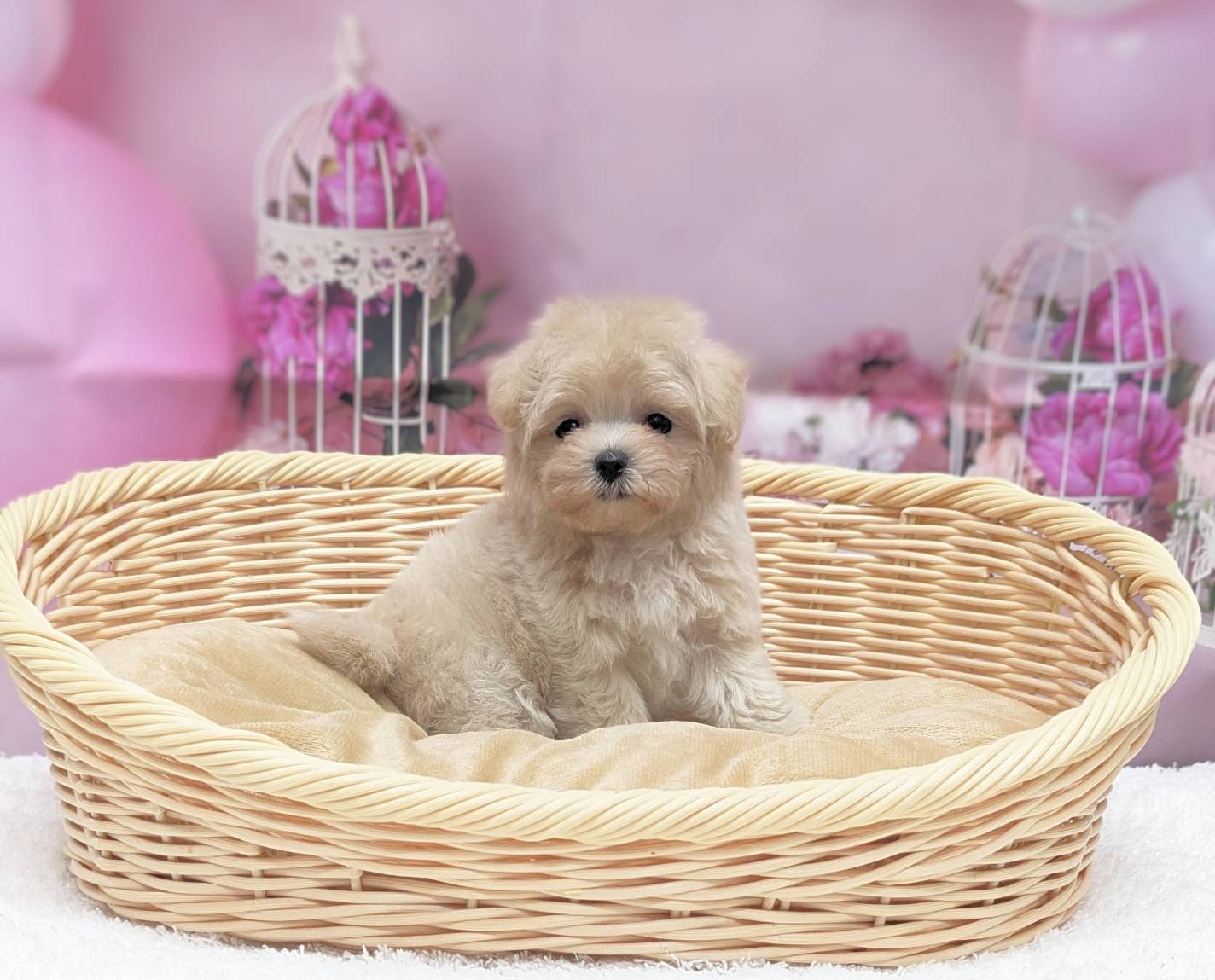 岡山県のハーフ犬・ミックス犬 (ペッツワンFC津山店/2025年8月19日生まれ/女の子/アプリコット)の子犬