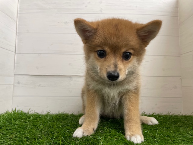 茨城県のハーフ犬・ミックス犬 (ペッツワン日立店/2025年8月25日生まれ/女の子/赤)の子犬