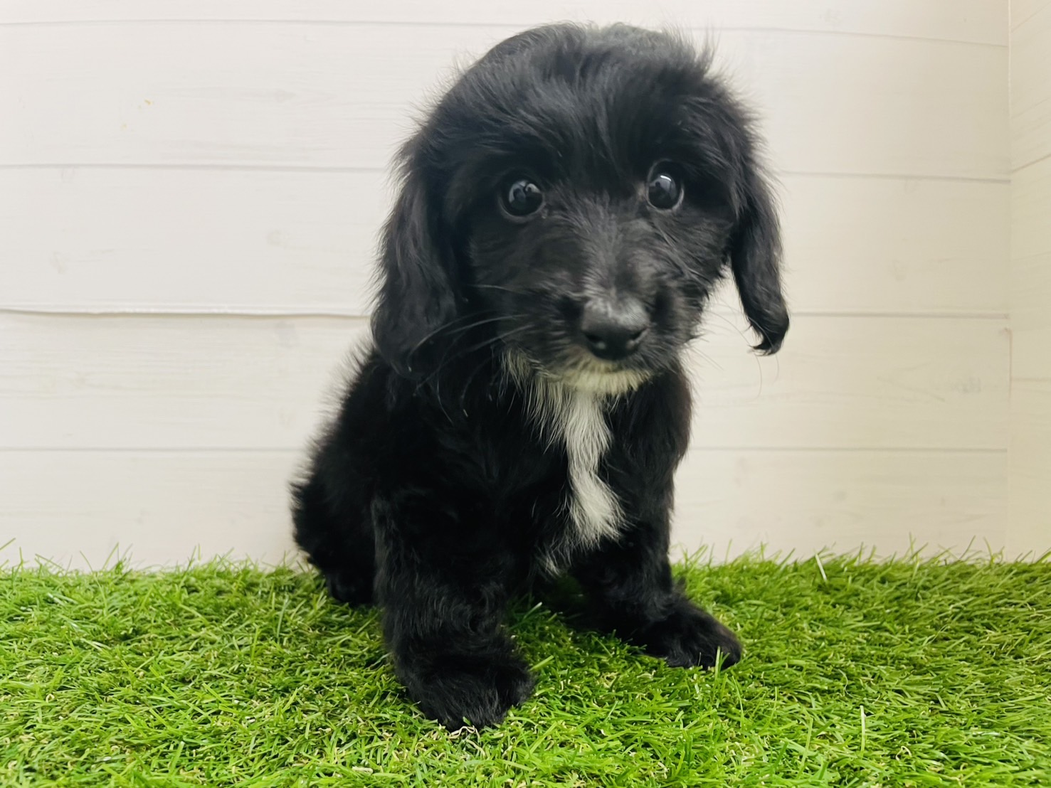 茨城県のハーフ犬・ミックス犬 (ペッツワン日立店/2025年8月28日生まれ/男の子/ブラック)の子犬