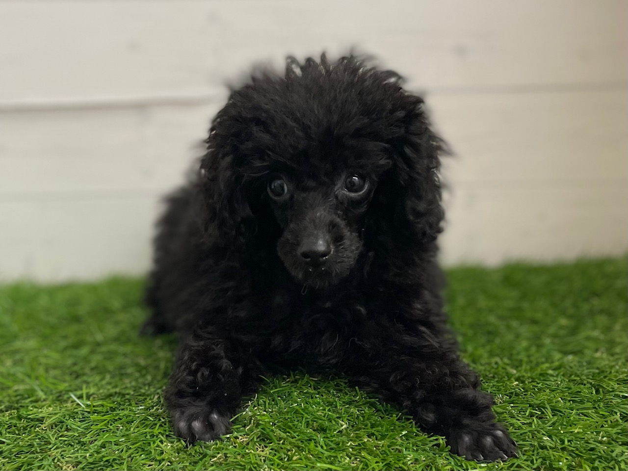 茨城県のトイプードル(トイ) (ペッツワン日立店/2025年7月27日生まれ/女の子/ブラック)の子犬