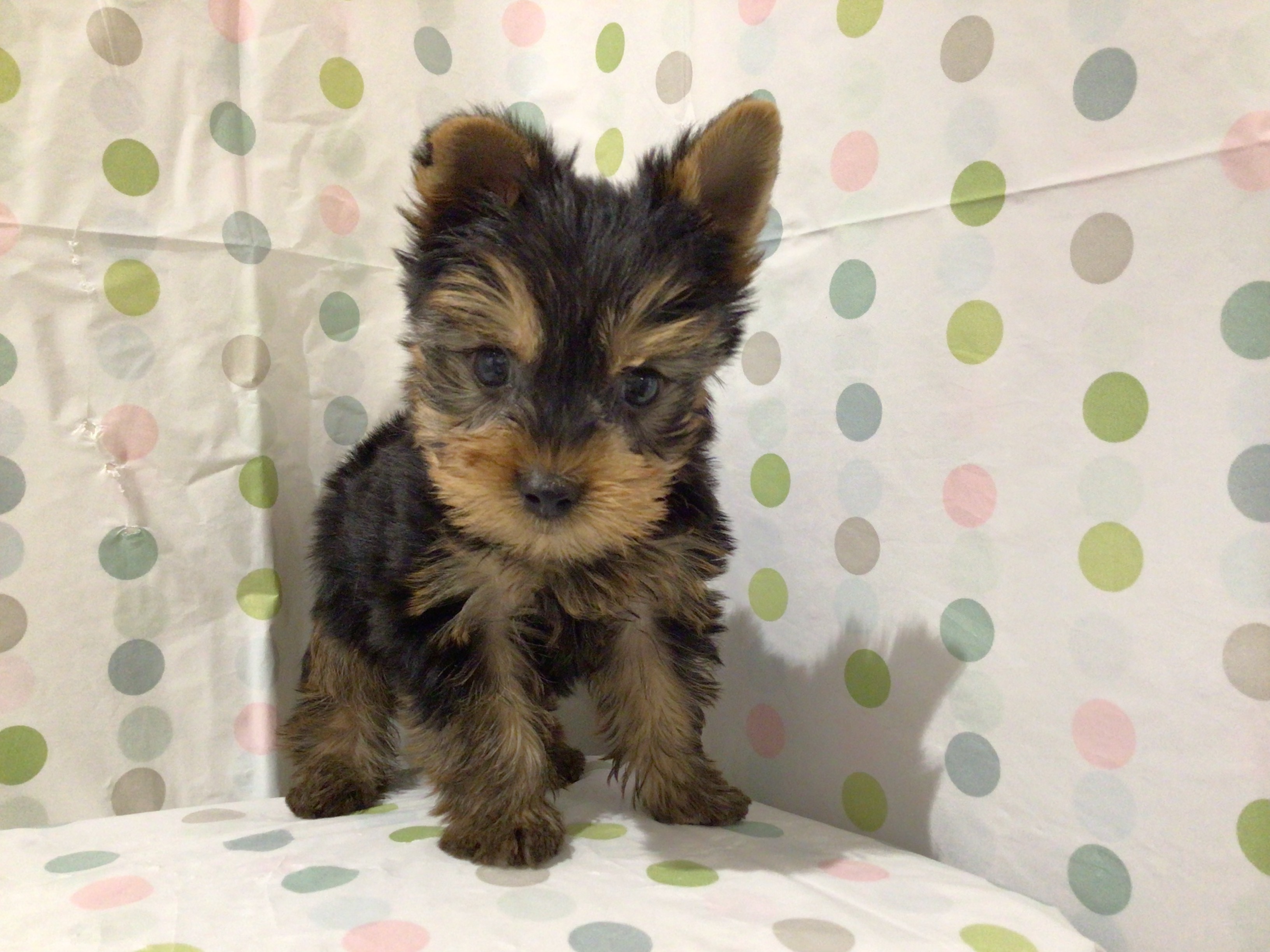 茨城県のヨークシャーテリア (ペッツワン高萩店/2025年9月1日生まれ/男の子/スチールブルータン)の子犬の1枚目の画像