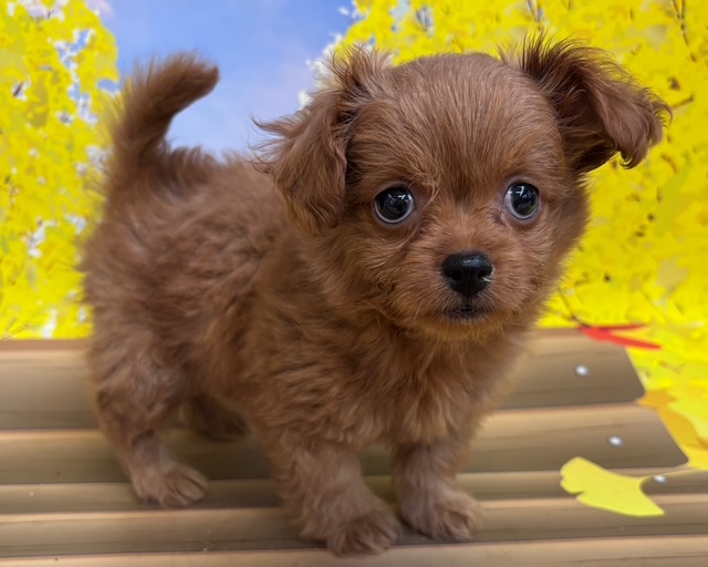 千葉県のハーフ犬・ミックス犬 (ペッツワン木更津金田店/2025年8月30日生まれ/女の子/レッド)の子犬の1枚目の画像