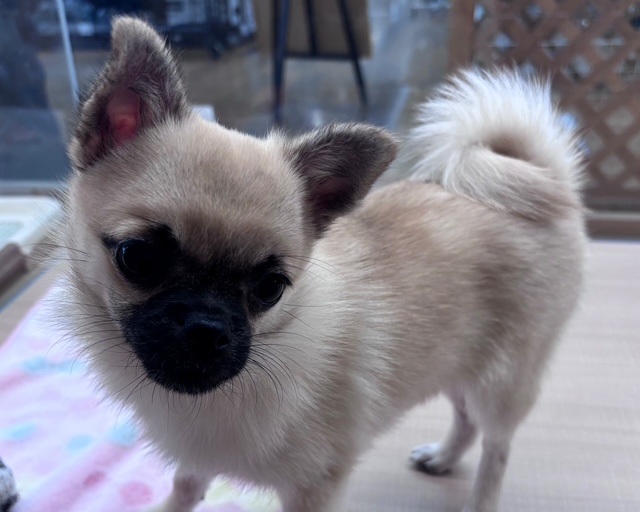 千葉県のハーフ犬・ミックス犬 (ペッツワン木更津金田店/2025年6月7日生まれ/女の子/フォーン)の子犬の3枚目の画像