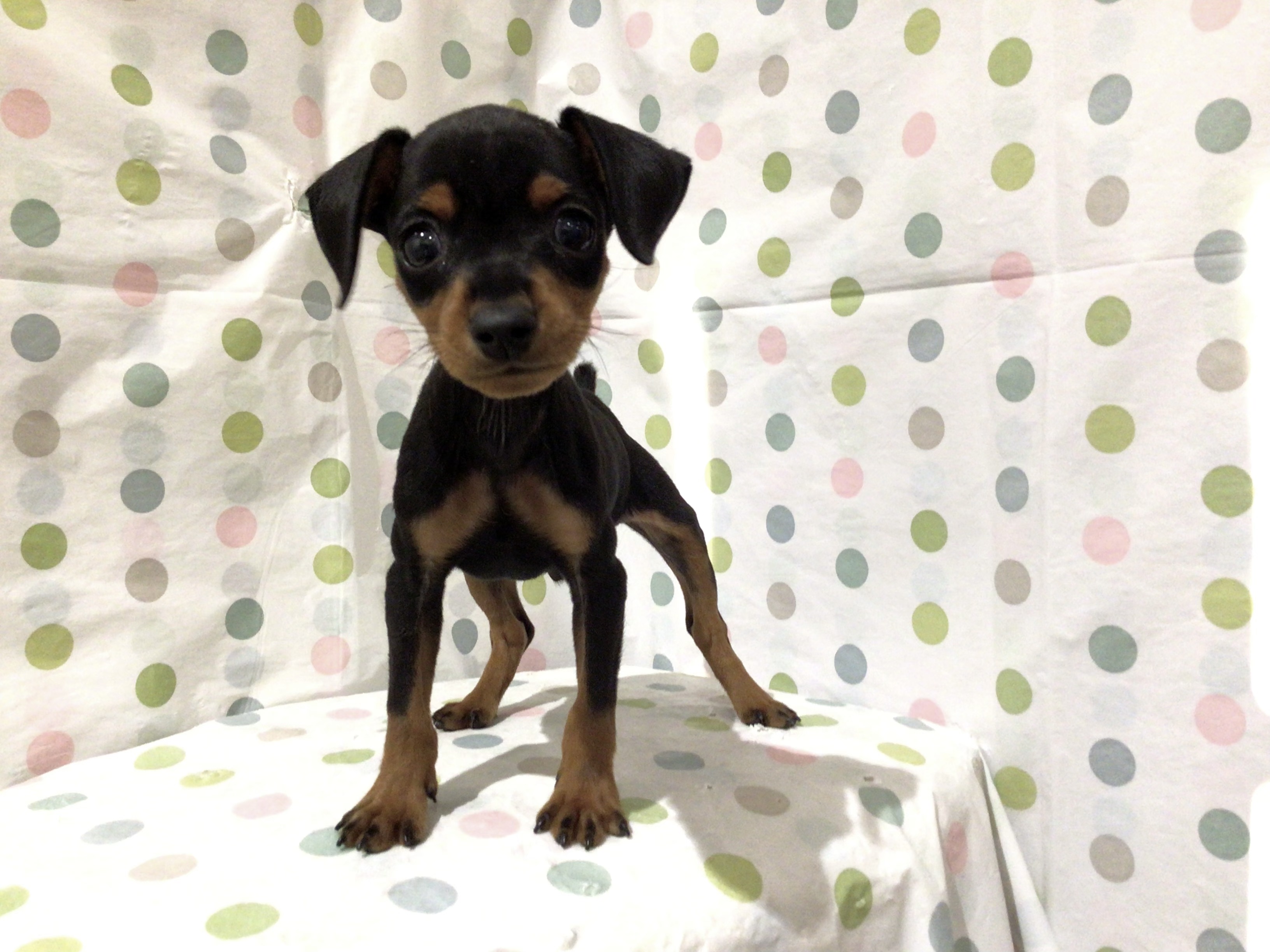 茨城県のミニチュアピンシャー (ペッツワン高萩店/2025年4月20日生まれ/男の子/ブラックタン)の子犬
