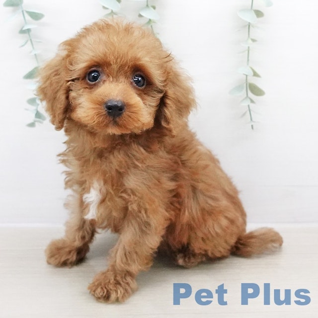 イヌ - 南砂町SUNAMO店 | ペッツワン