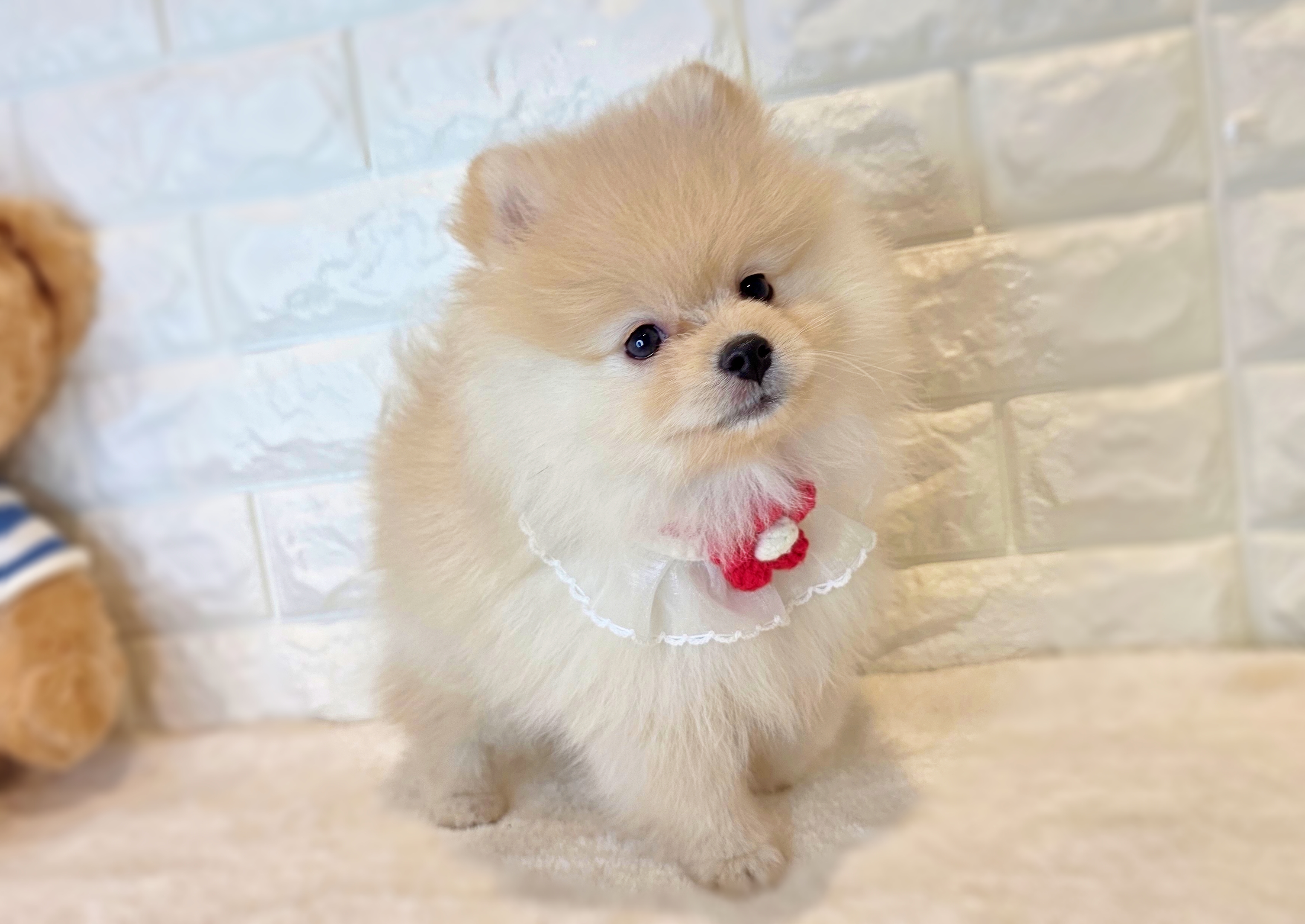 京都府のポメラニアン (ペッツワン亀岡店/2025年8月25日生まれ/女の子/クリーム)の子犬の2枚目の画像