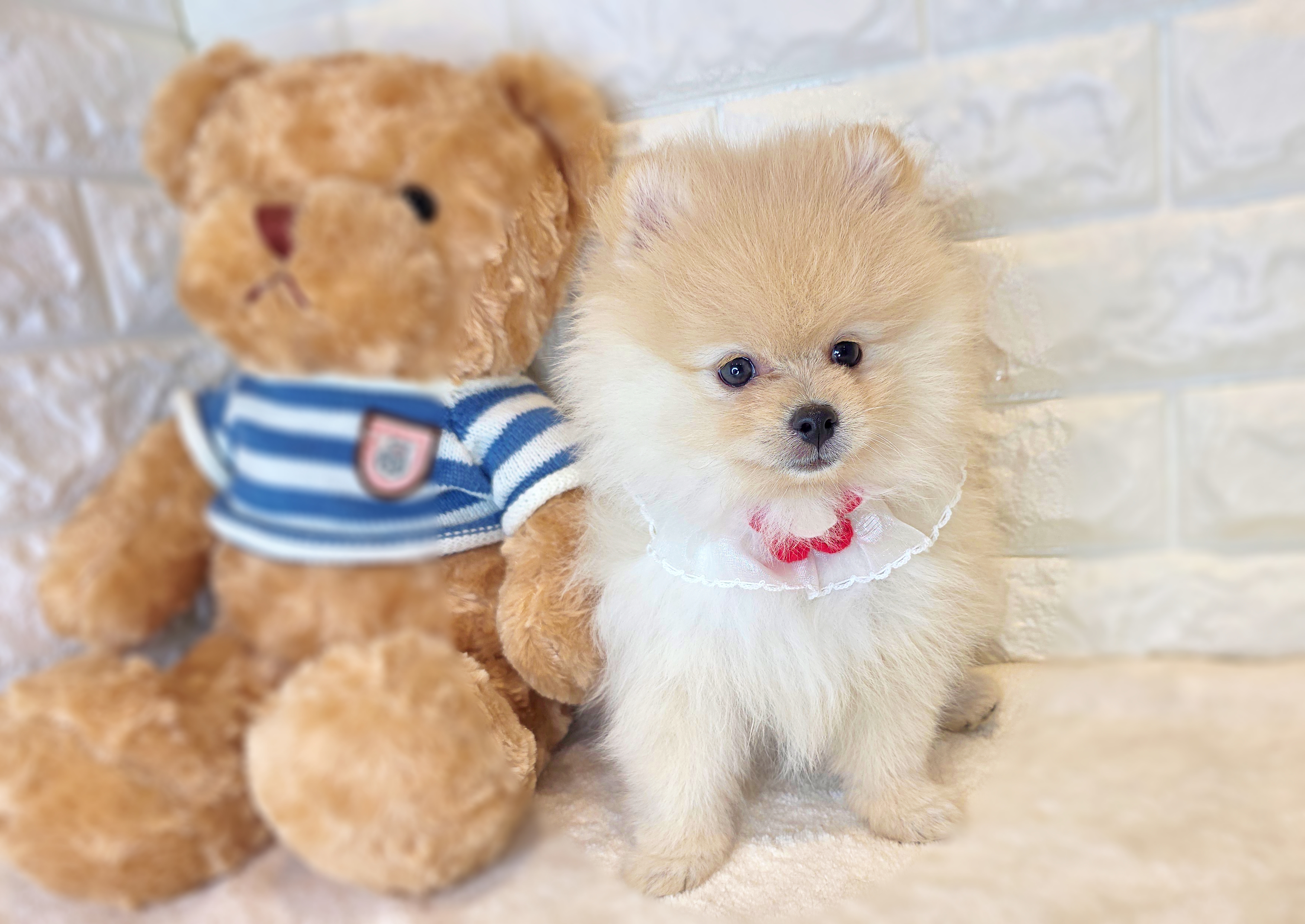 京都府のポメラニアン (ペッツワン亀岡店/2025年8月25日生まれ/女の子/クリーム)の子犬の1枚目の画像