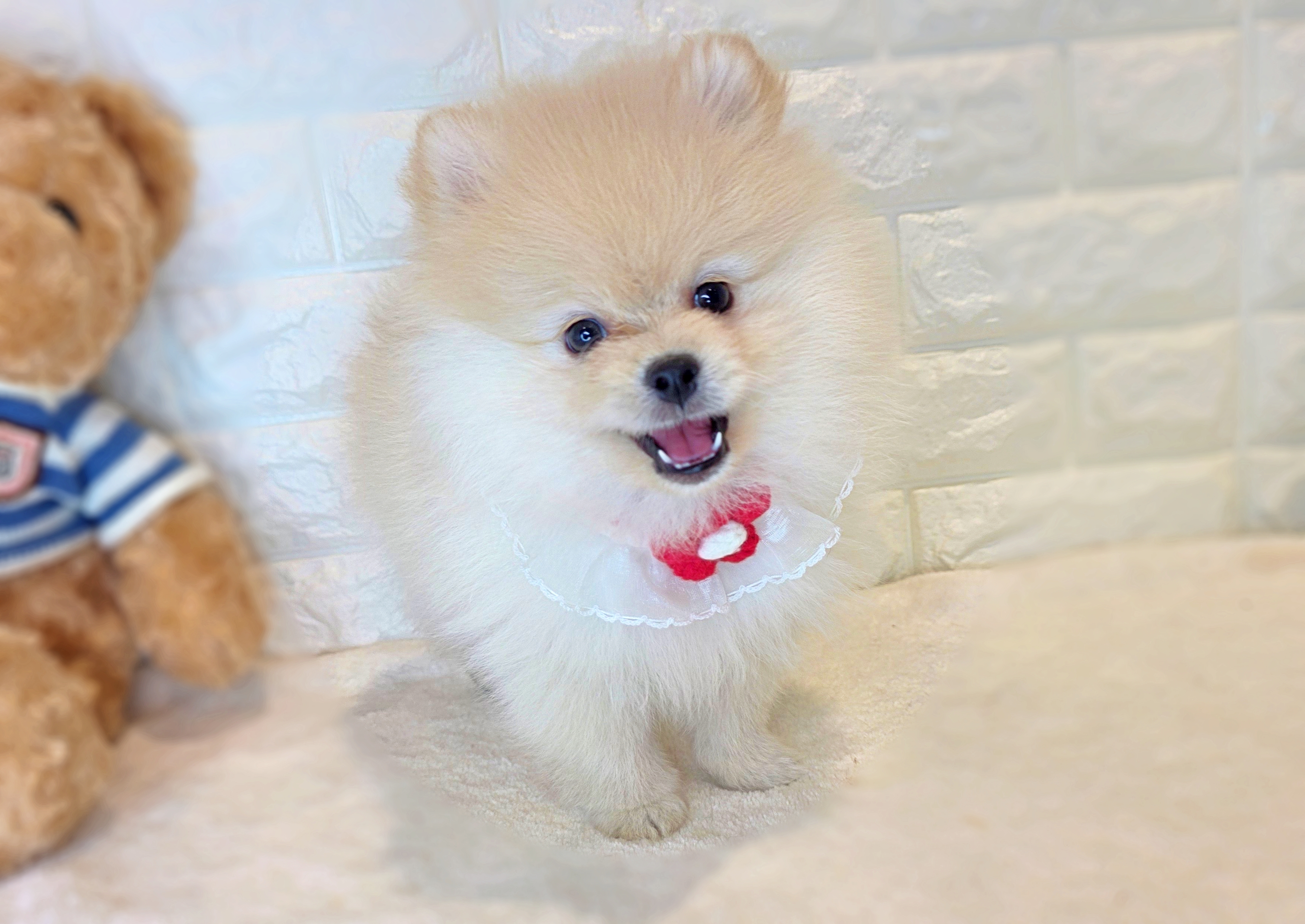 京都府のポメラニアン (ペッツワン亀岡店/2025年8月25日生まれ/女の子/クリーム)の子犬の3枚目の画像