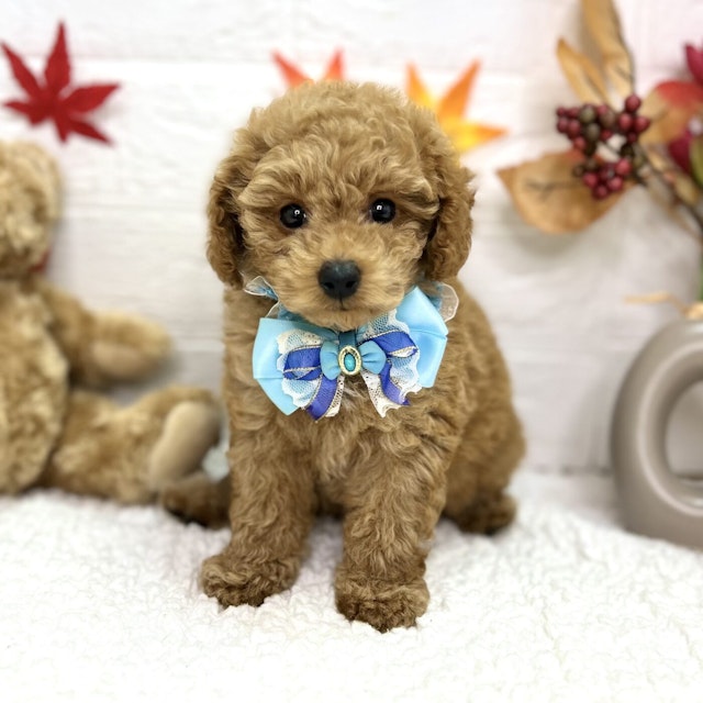 イヌ - 東大阪店 | ペッツワン