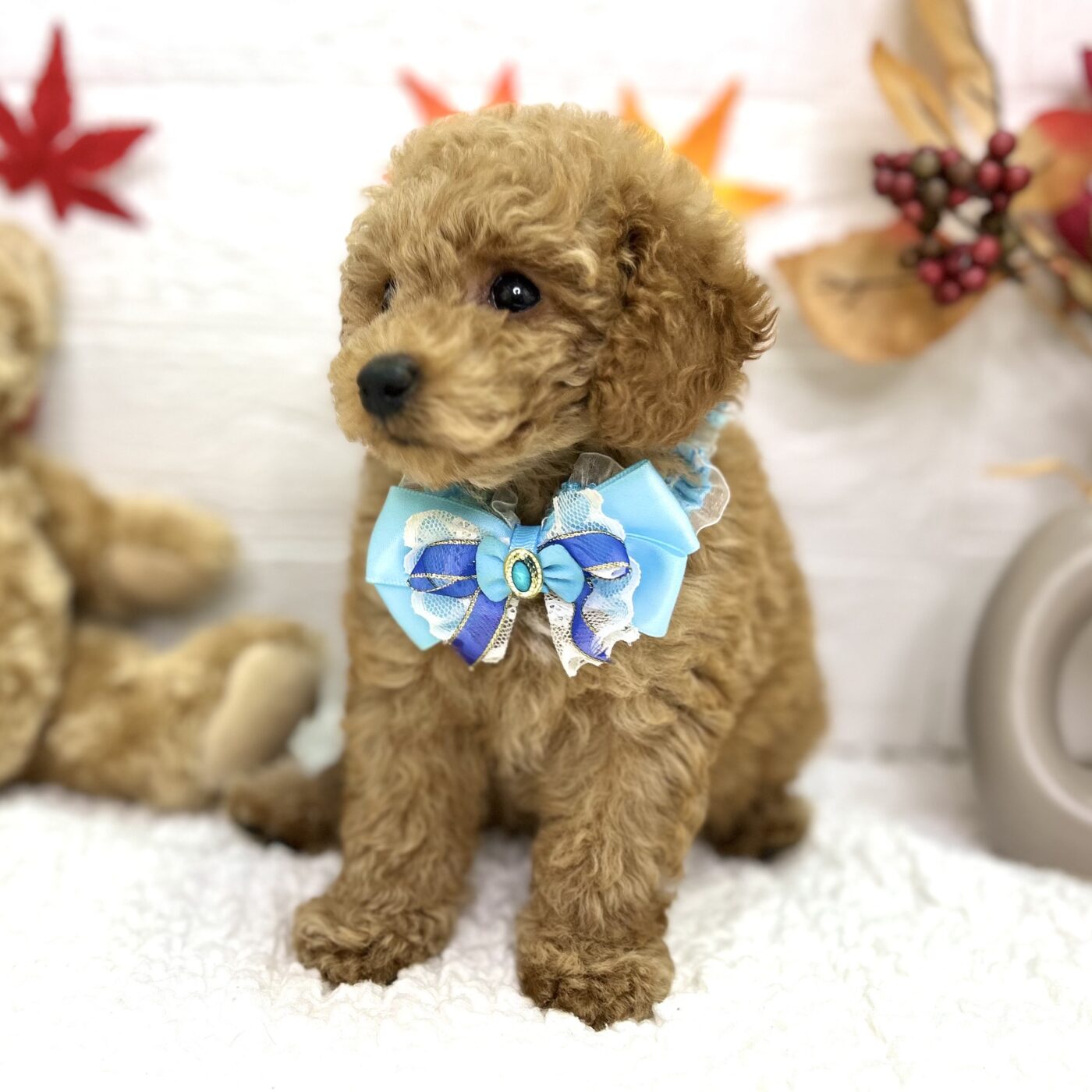 大阪府のトイプードル(トイ) (ペッツワン東大阪店/2025年9月4日生まれ/男の子/オレンジフォーン)の子犬の3枚目の画像